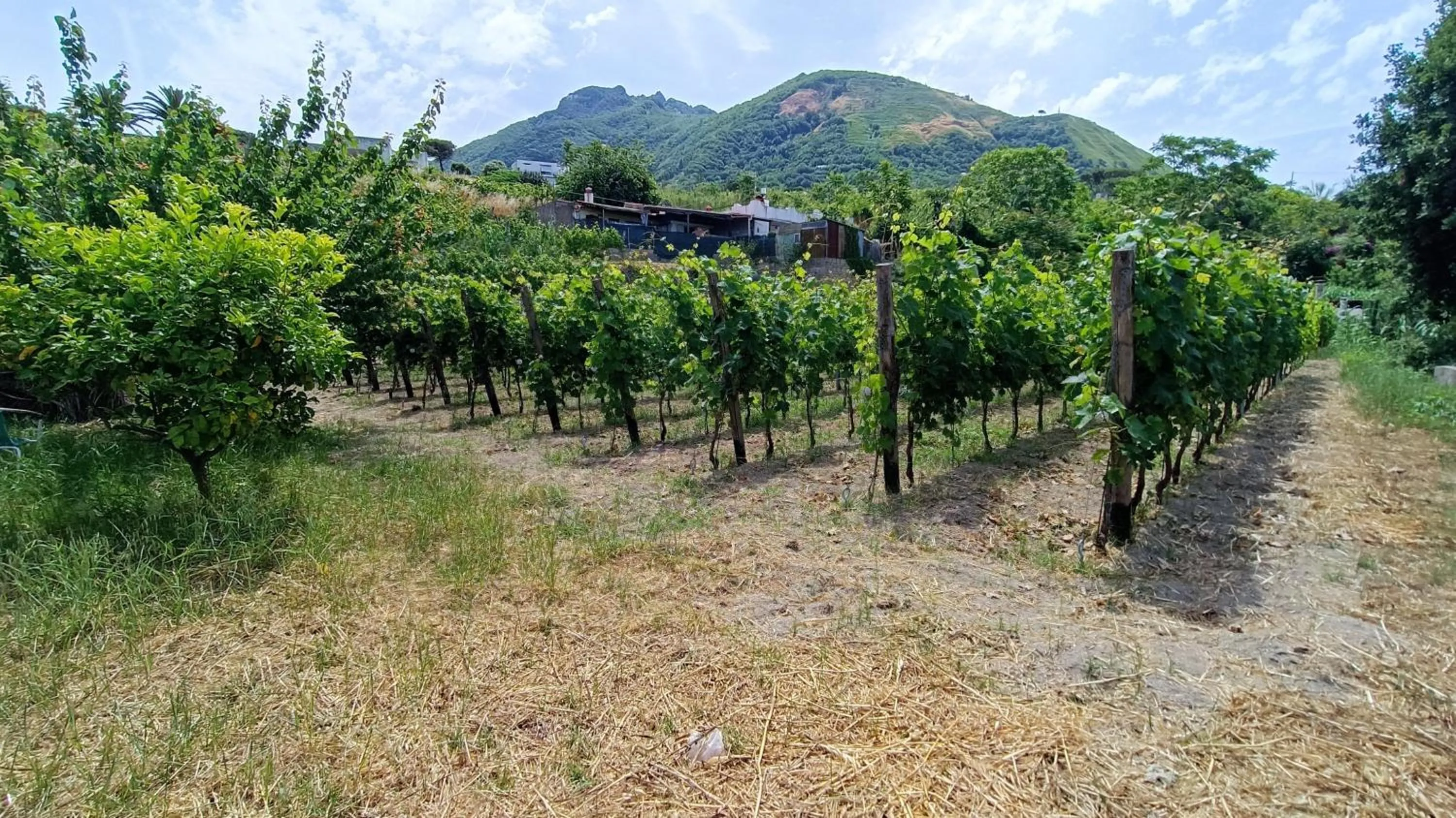 Natural landscape in Residence Villa Cristina