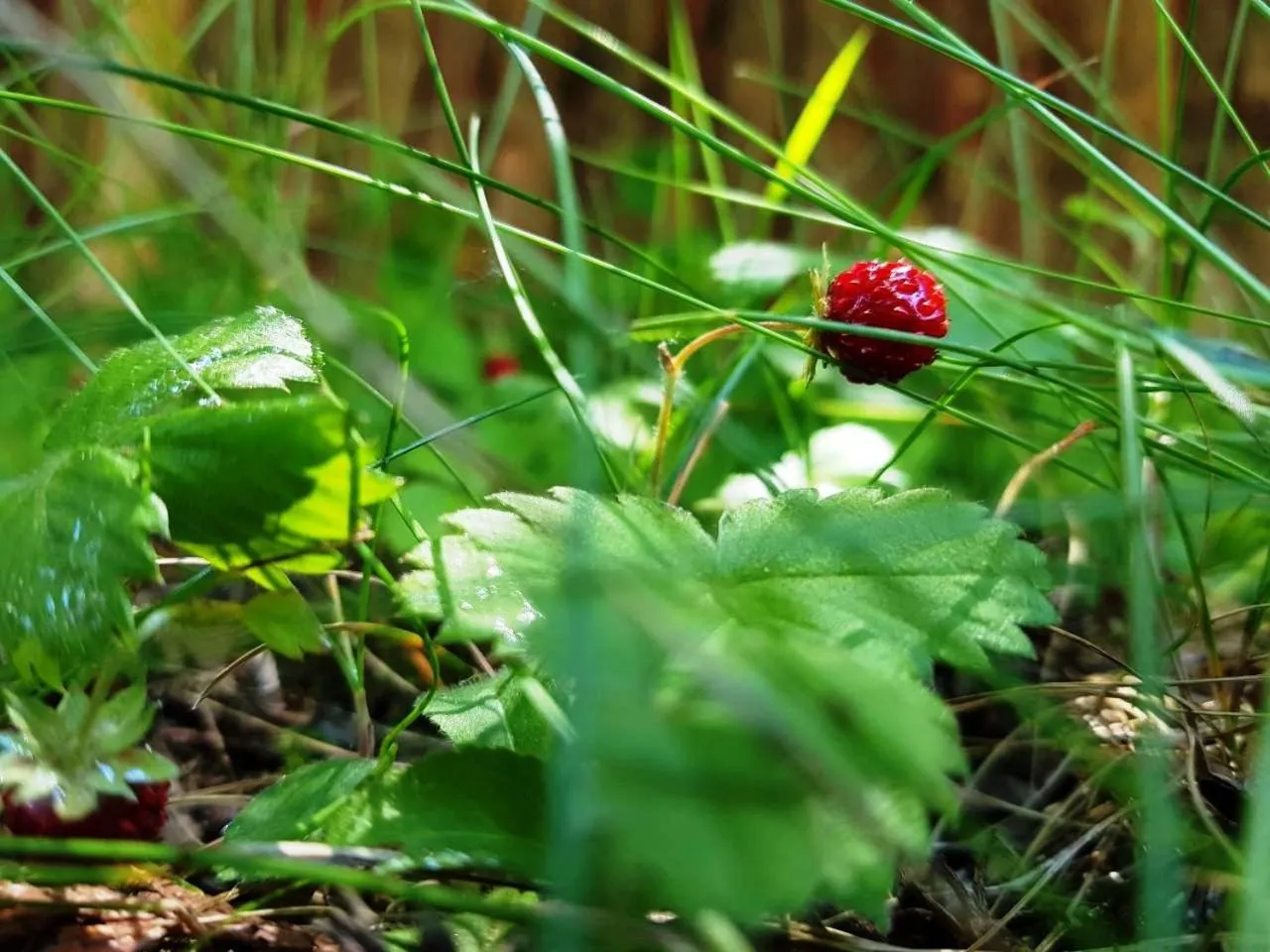 Garden in Hotel Casa Karina Bansko - Half Board & All Inclusive