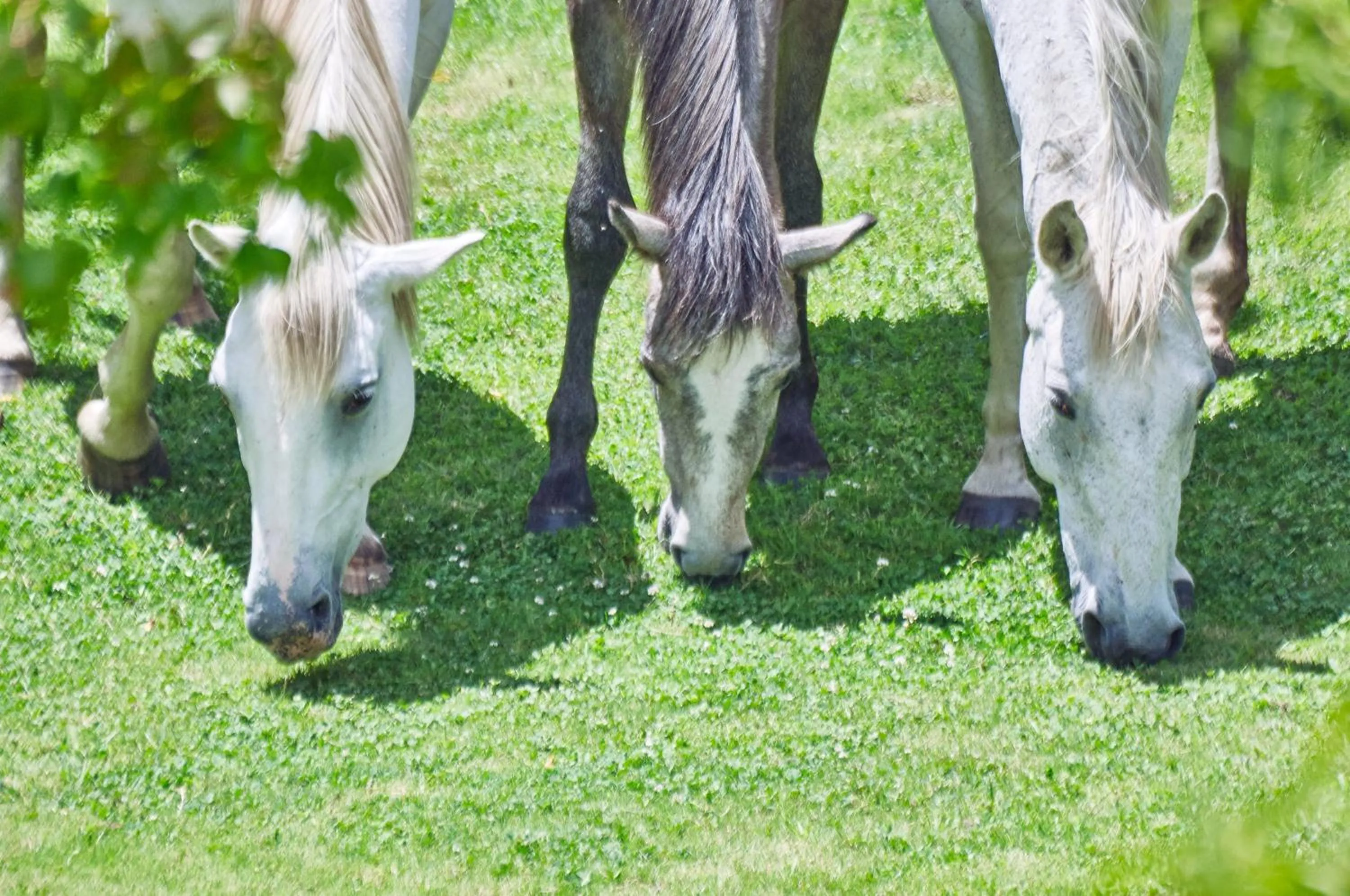 Garden in Linwood Guest Farm