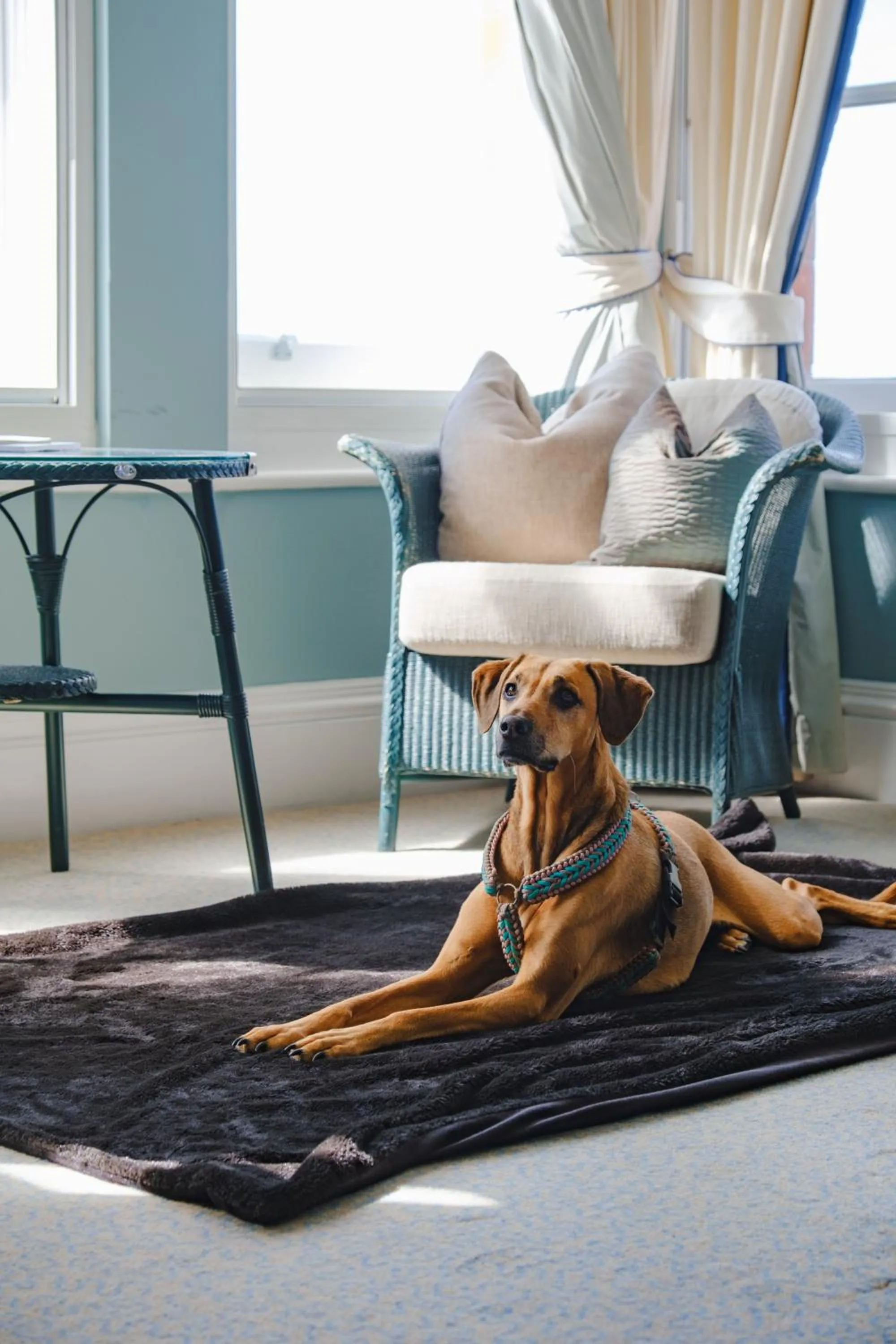 Pets in The Headland Hotel and Spa