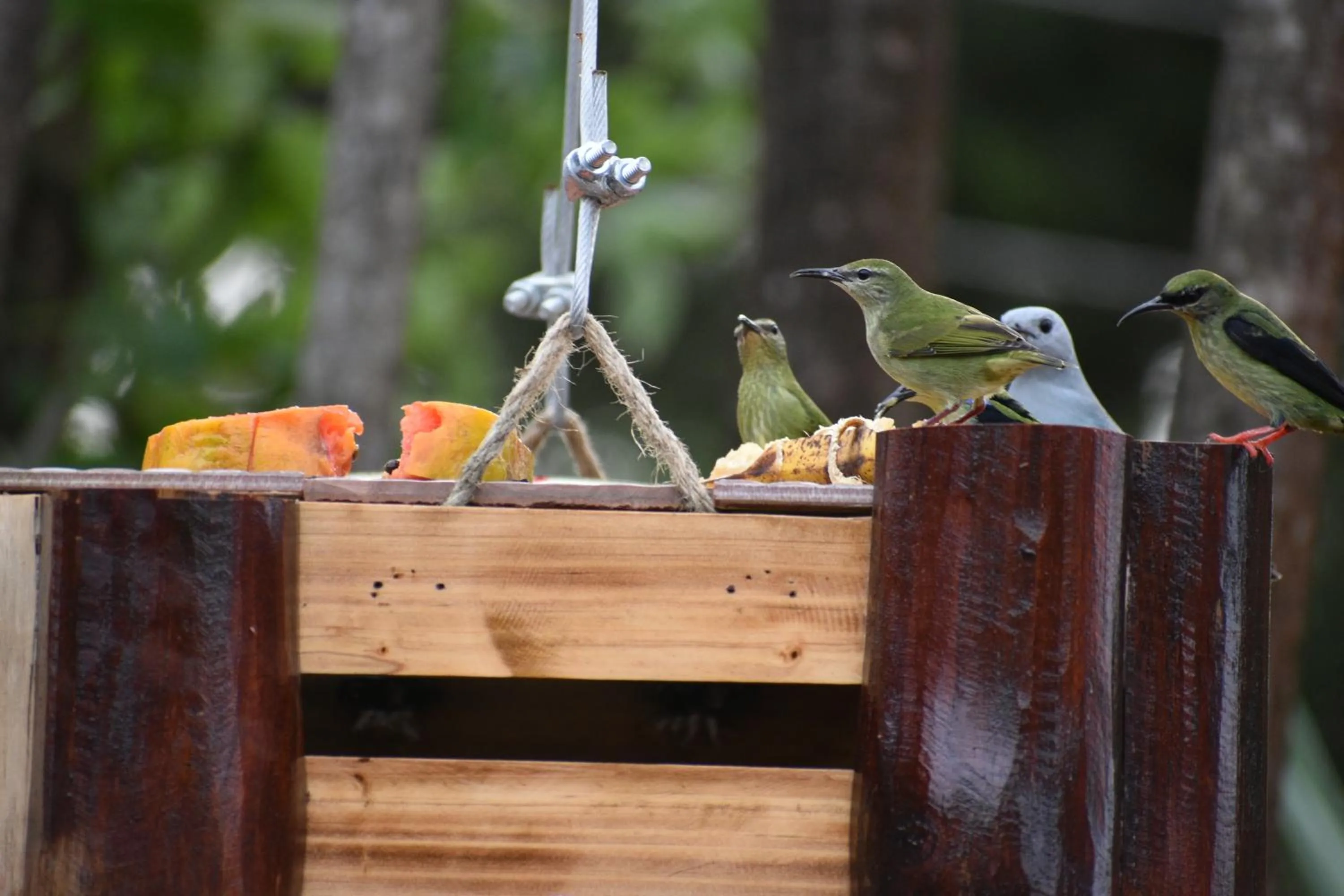 Garden in Casa Haydee Monteverde