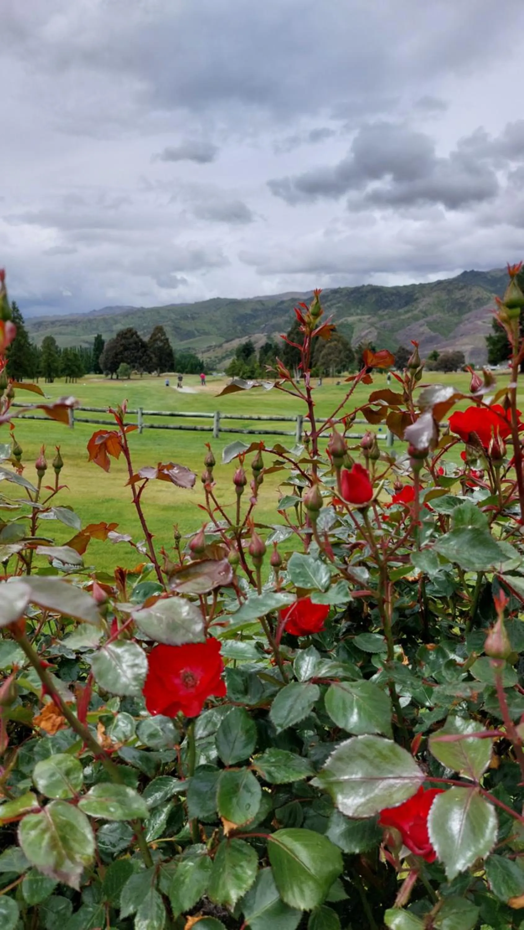 Garden in Lake Dunstan Motel