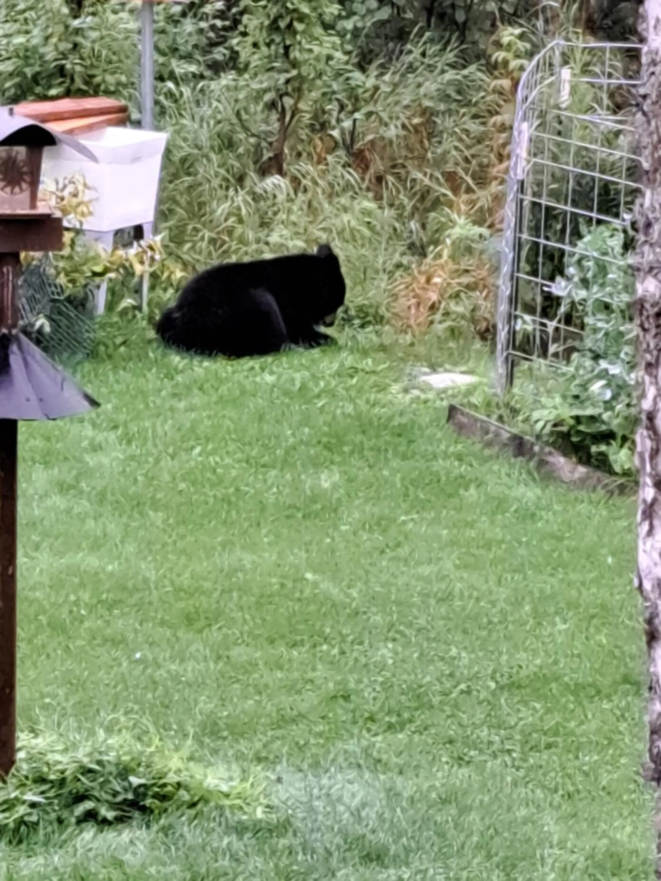 Animals in Southern Bluff Bed & Breakfast