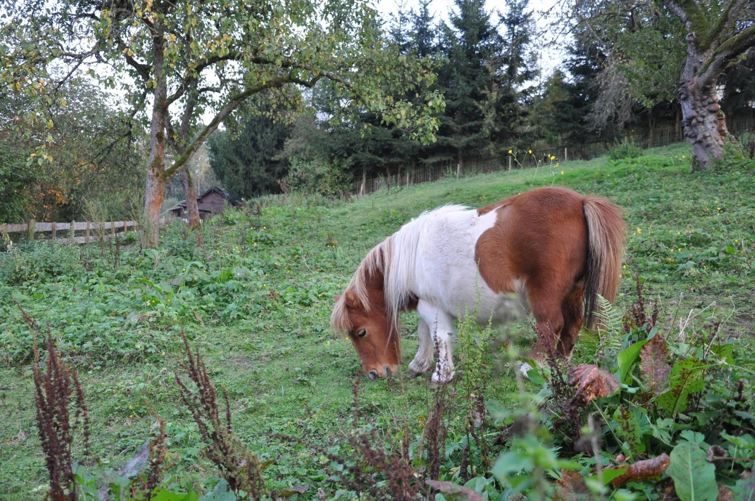 Area and facilities in Hotel Jägerklause