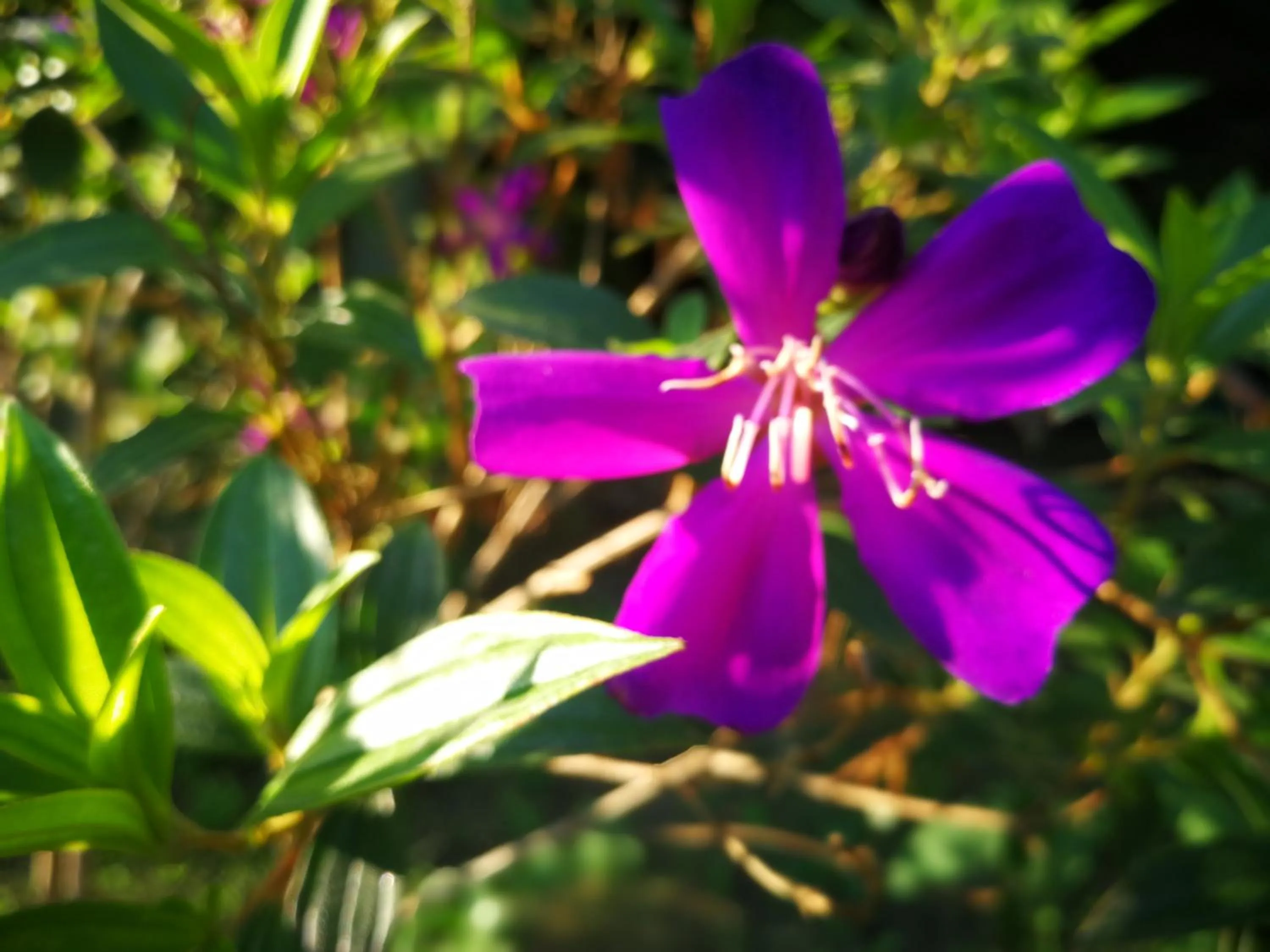 Garden view in Barefeet Naturist Resort