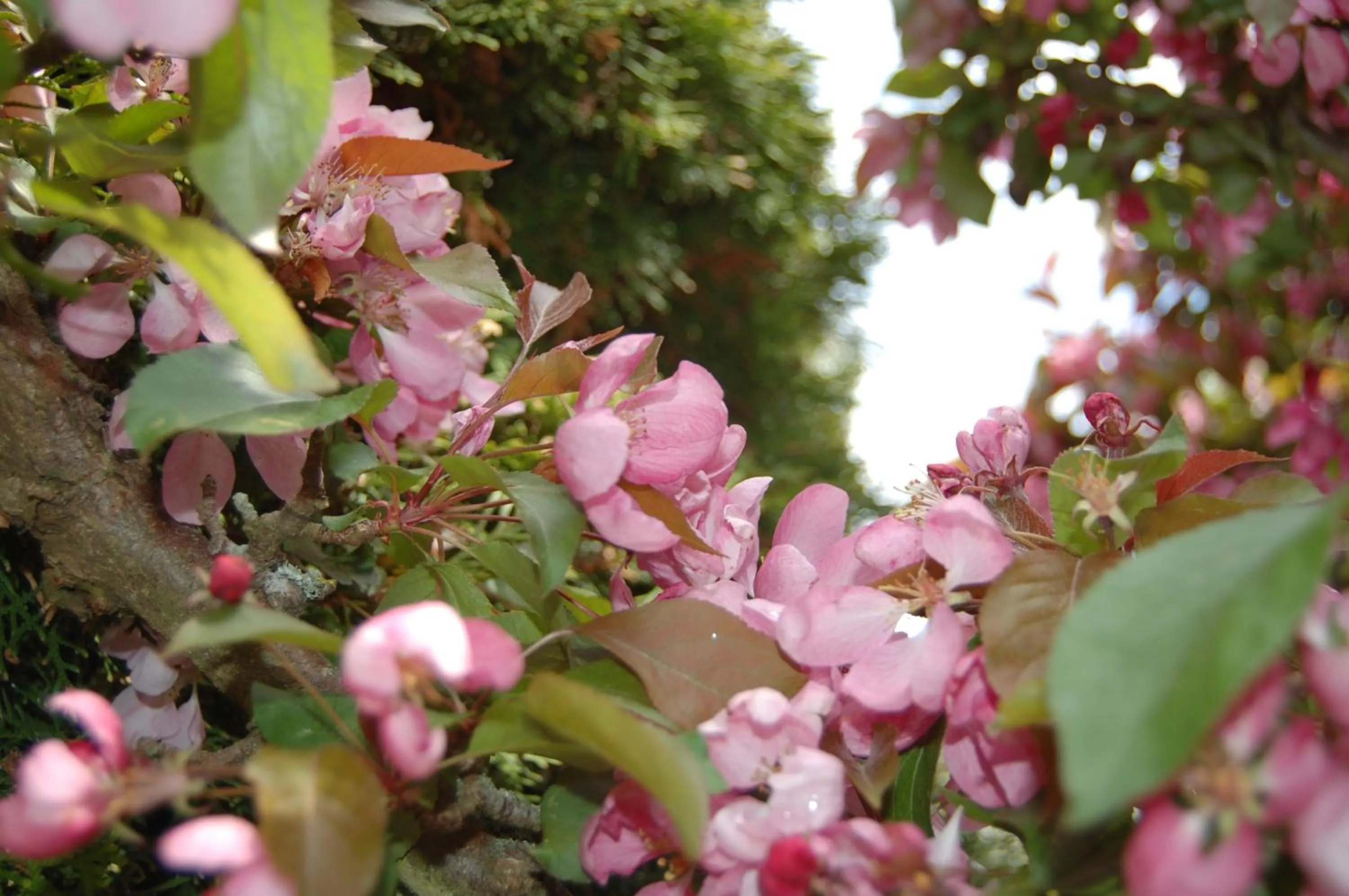 Garden in Hotel Balka Strand