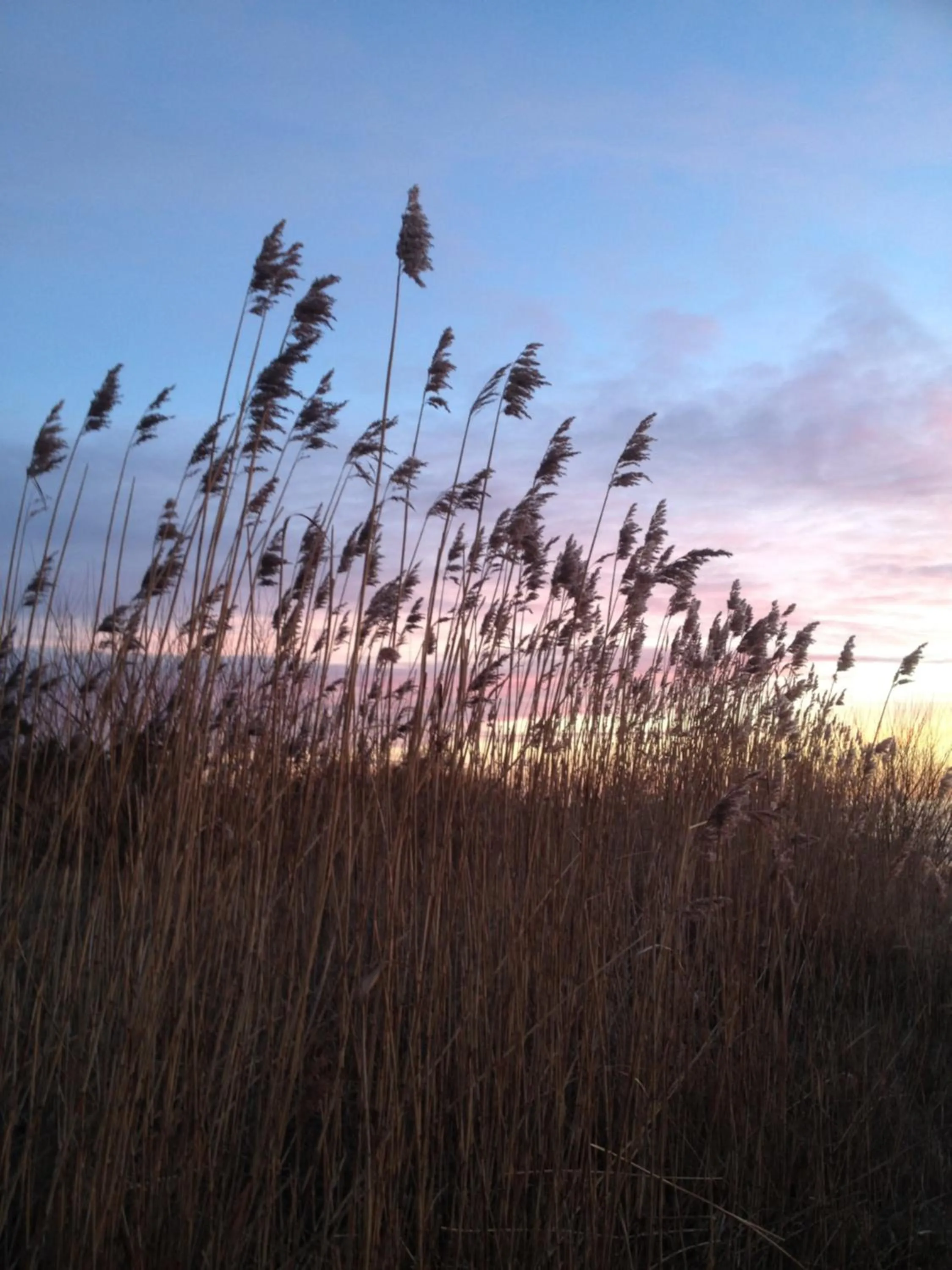 Area and facilities in Hotel Balka Strand
