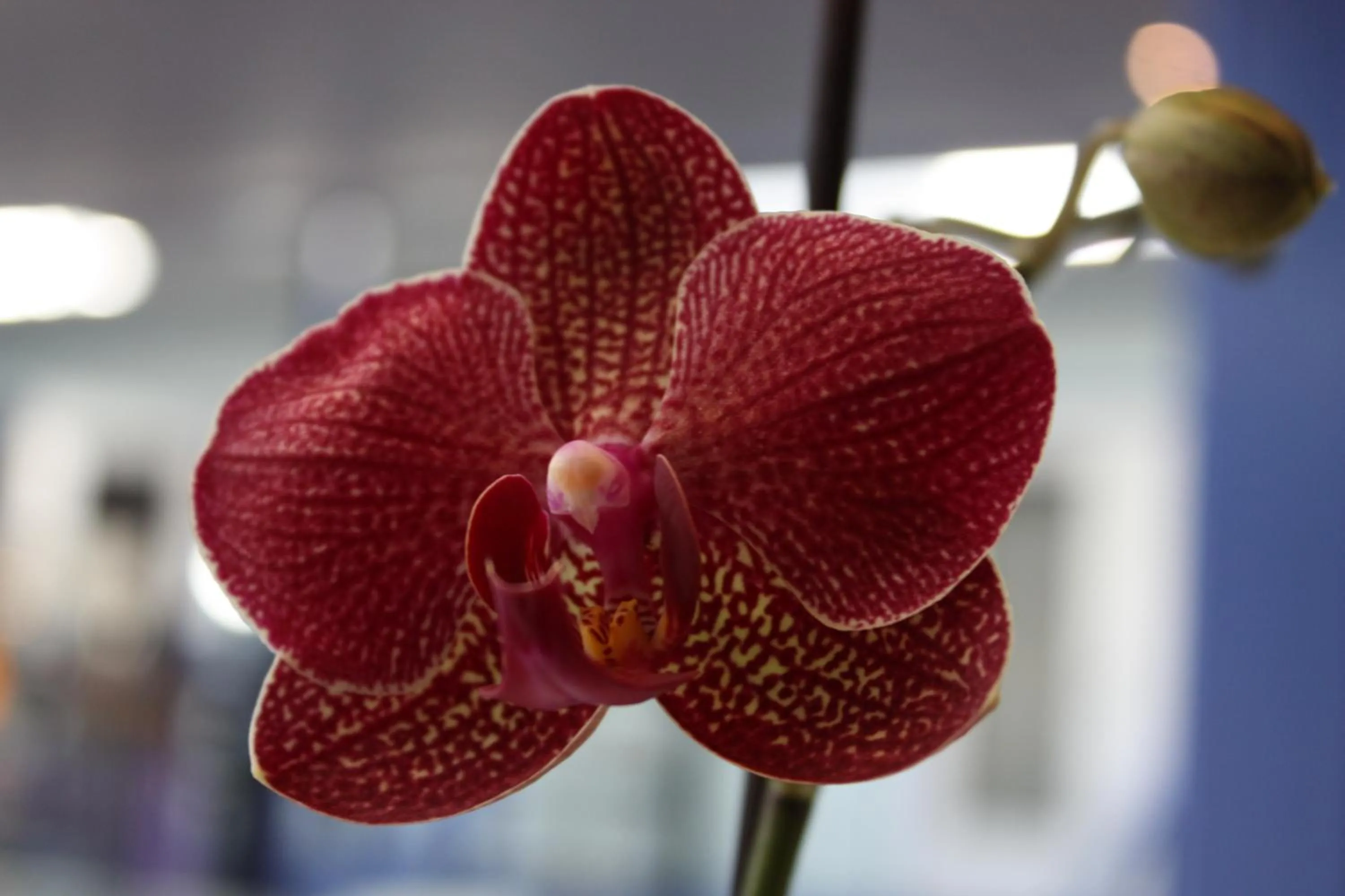 Decorative detail in Hotel Balka Strand