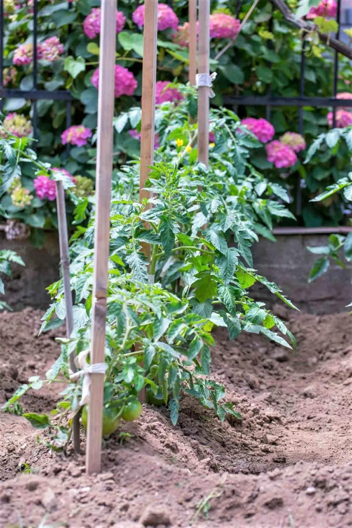 Garden in Hotel Pegasus-Adult Friendly