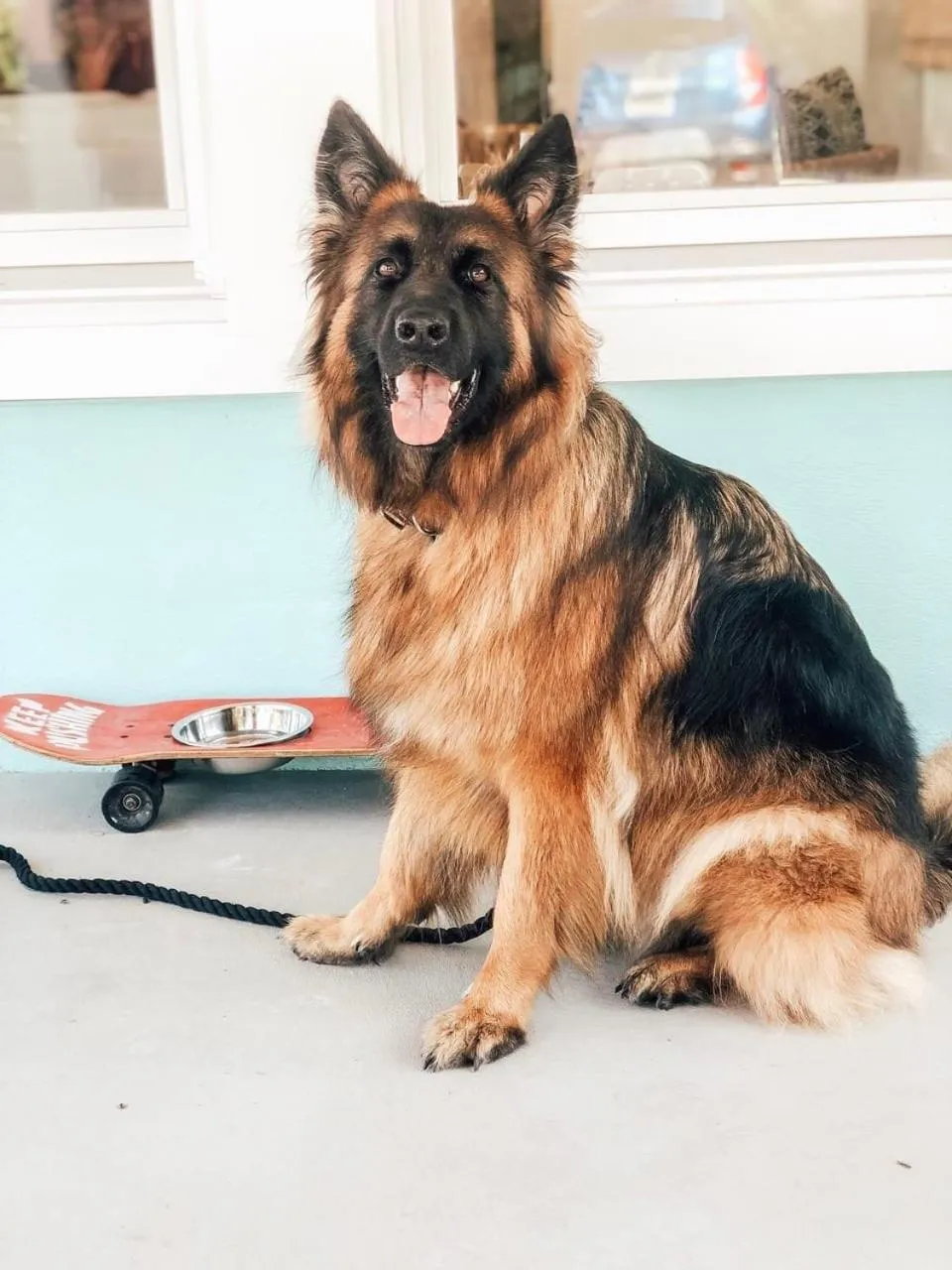 Pets in Boarding House Cape May