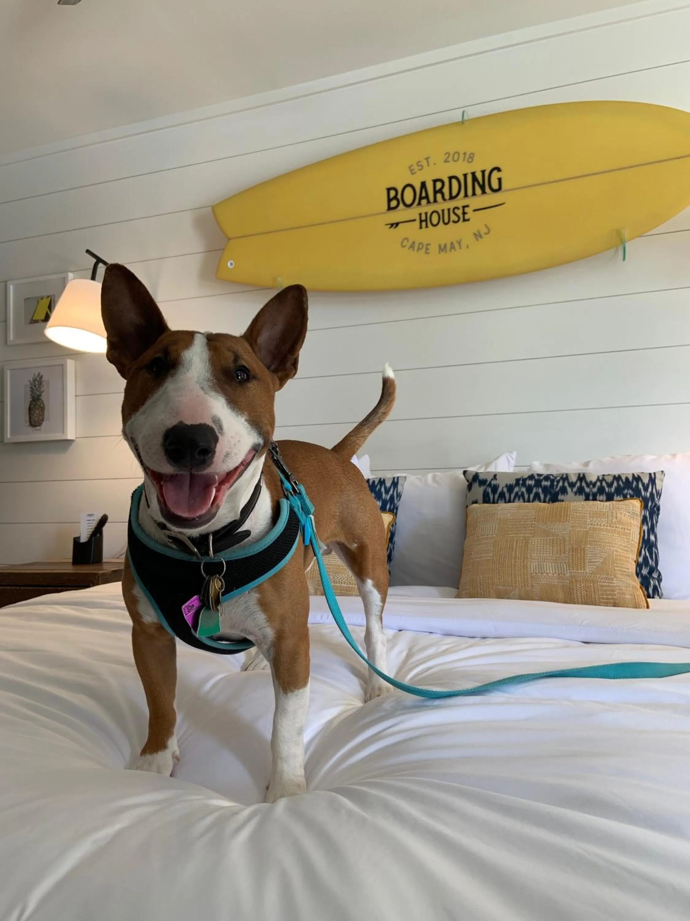 Pets in Boarding House Cape May