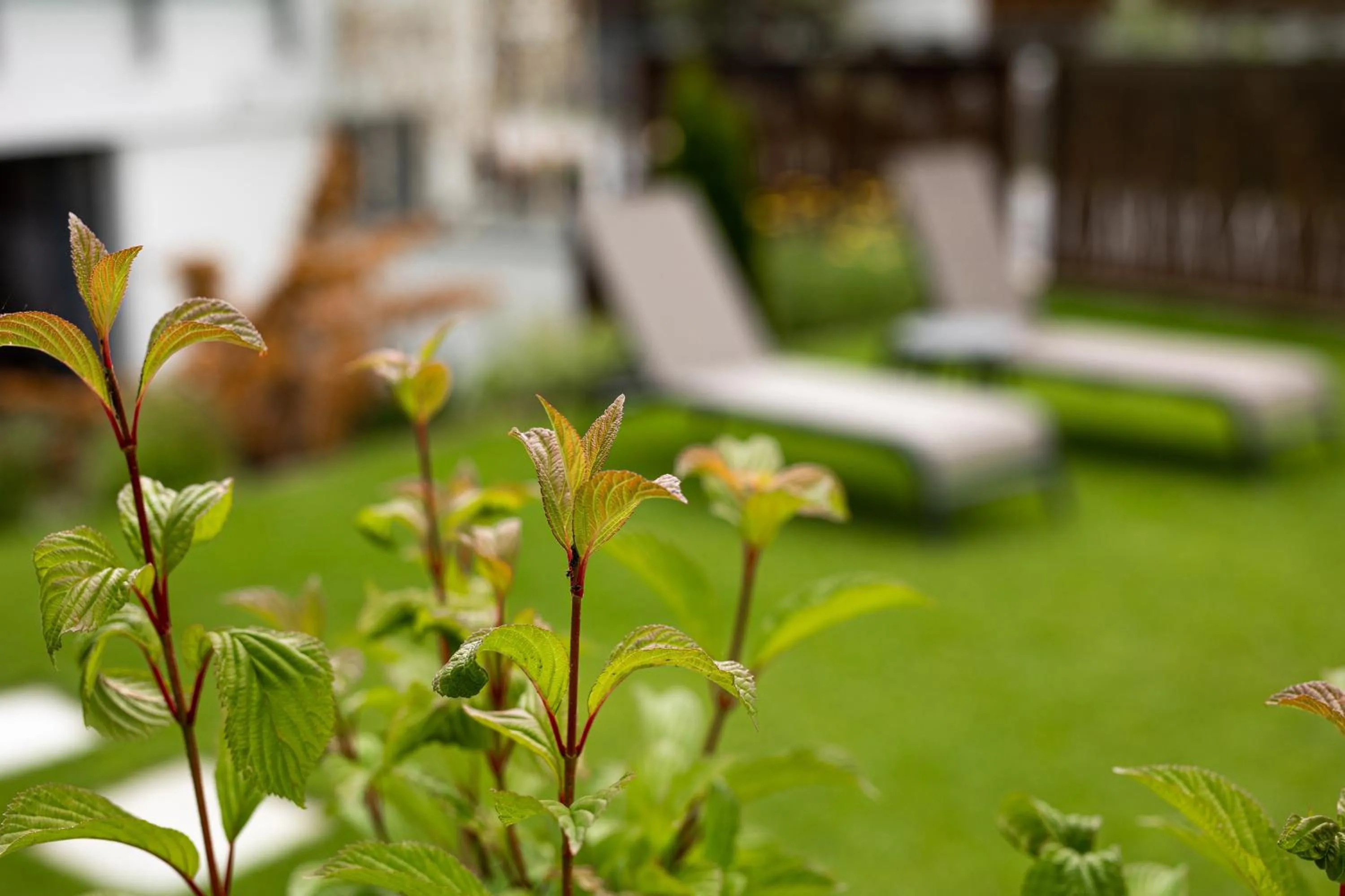 Natural landscape in Hotel Edelweiss