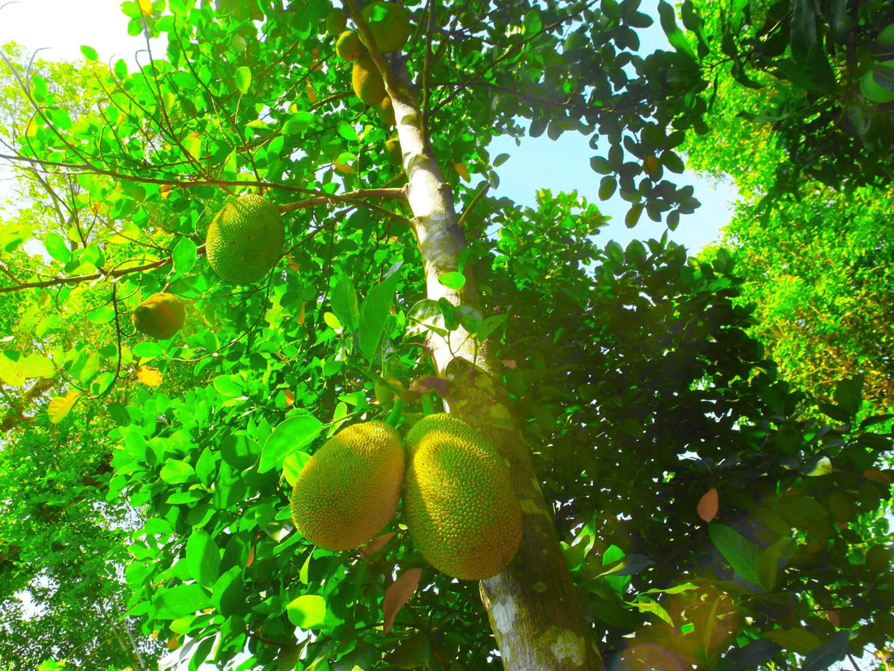 Garden view in Sigiri Lakshan Home Stay