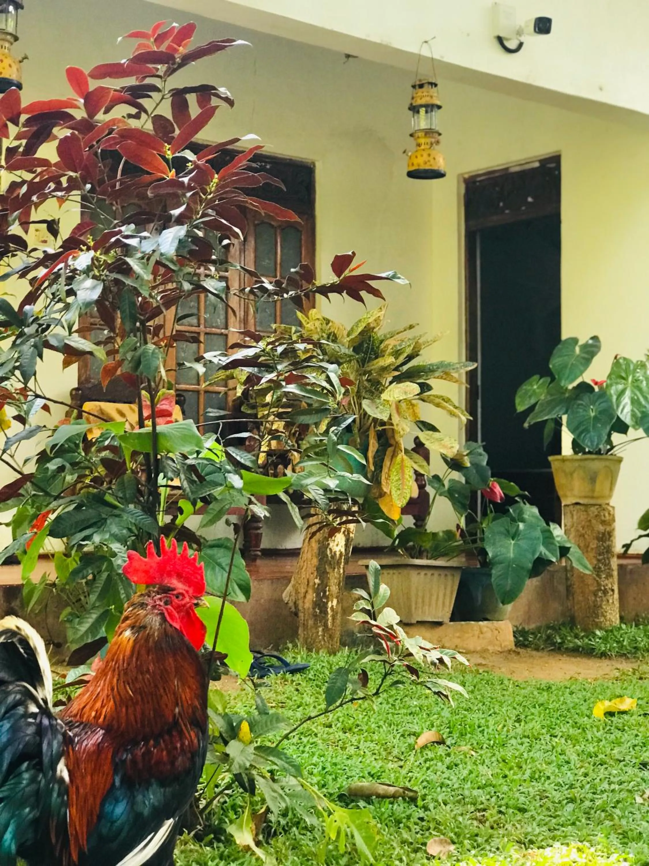 Garden view in Sigiri Lakshan Home Stay