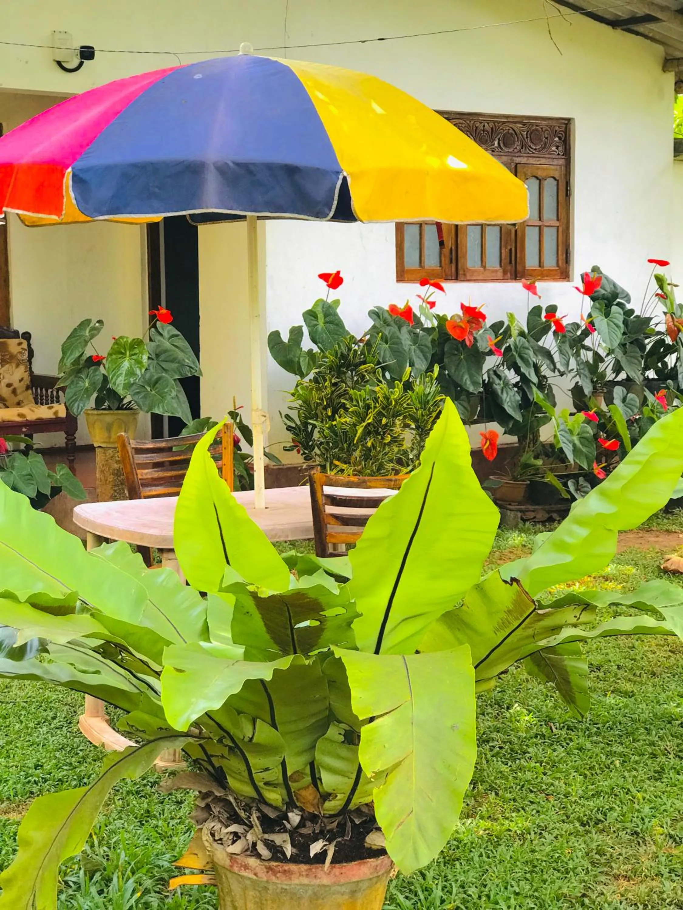 Garden view in Sigiri Lakshan Home Stay