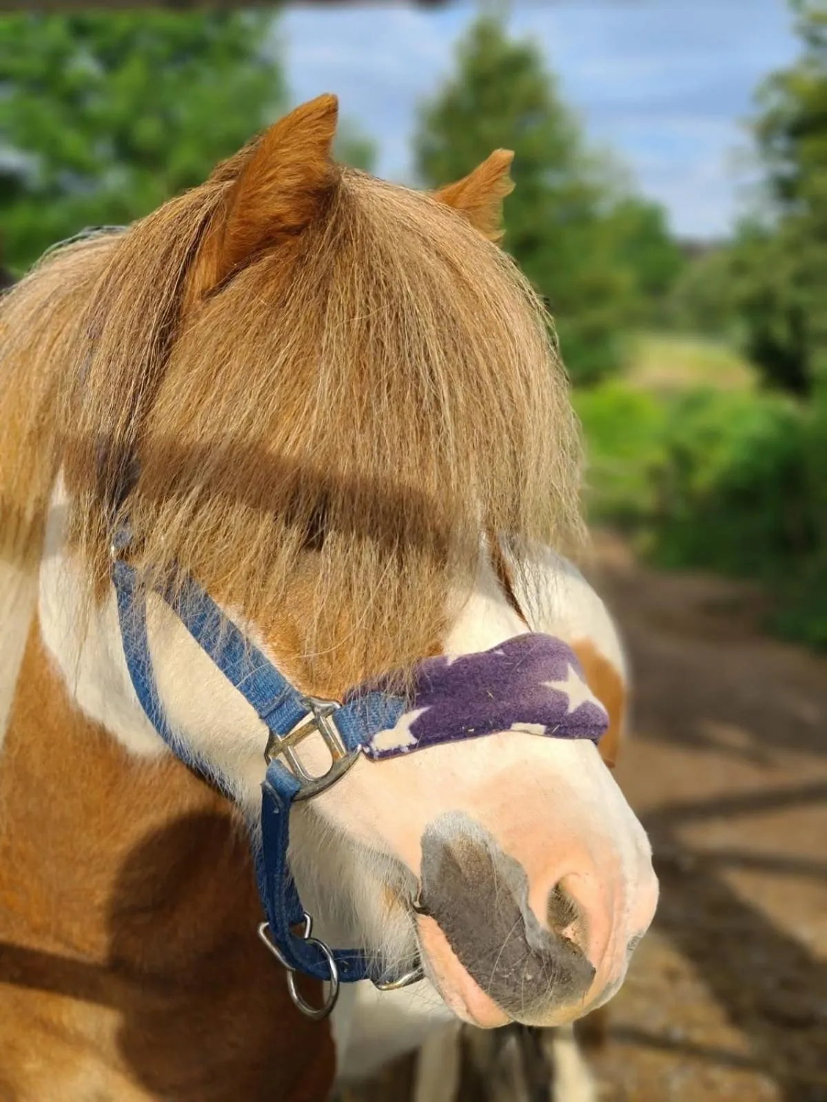 Horse-riding in Hotel Gut Moschenhof