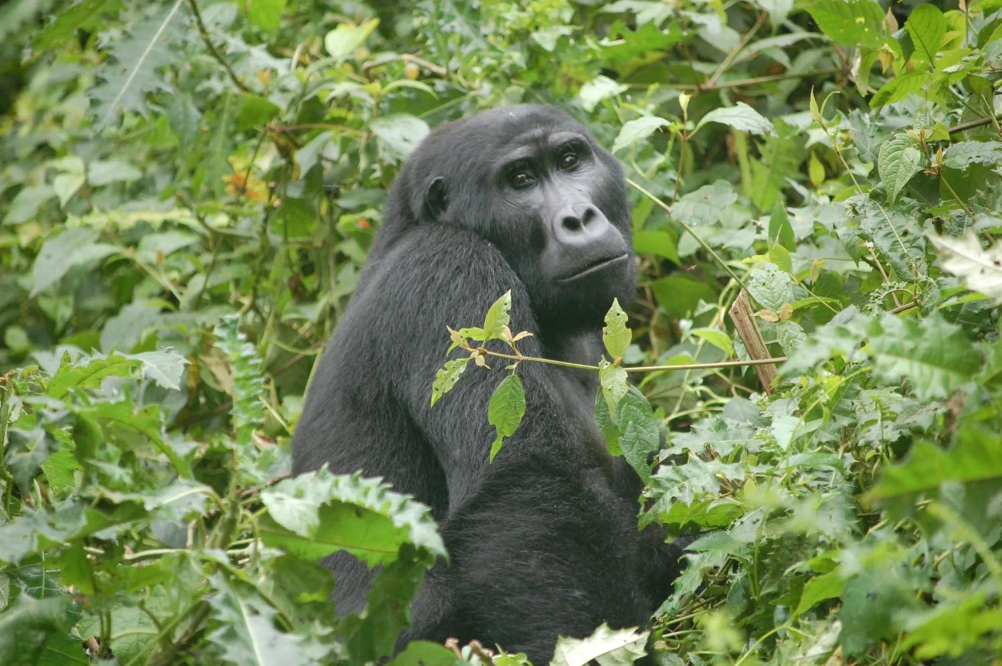Animals in Trackers Safari Lodge Bwindi