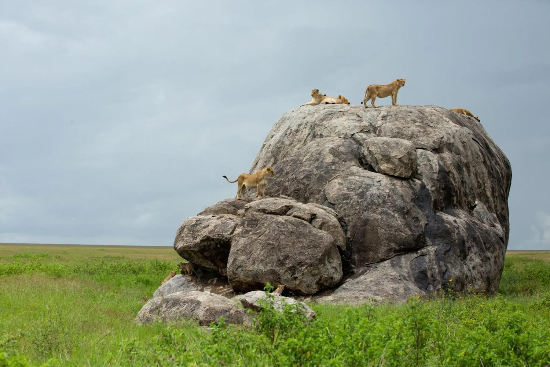 Animals in Pumzika Luxury Safari Camp