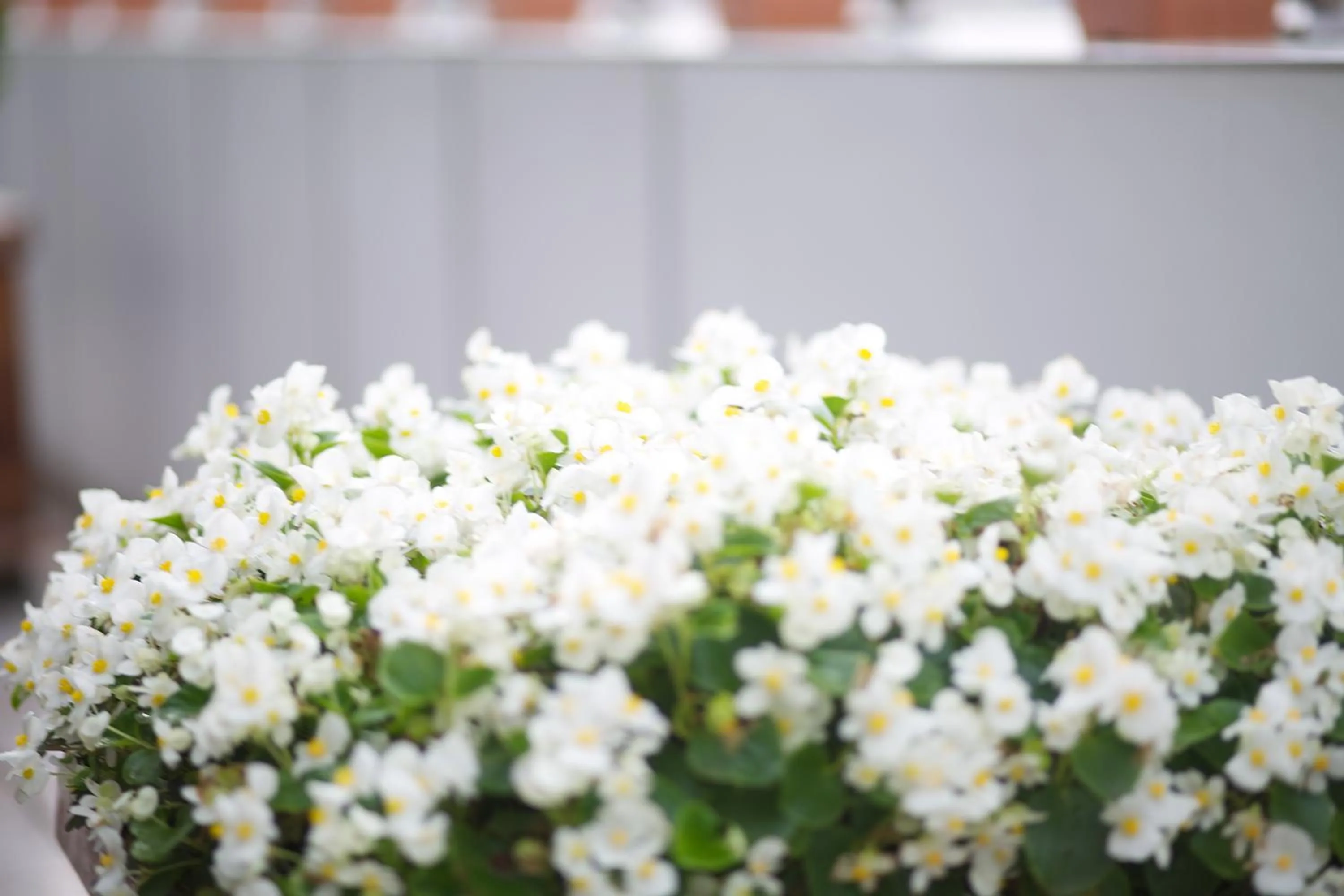 Balcony/Terrace in Boutique Princess Hotel