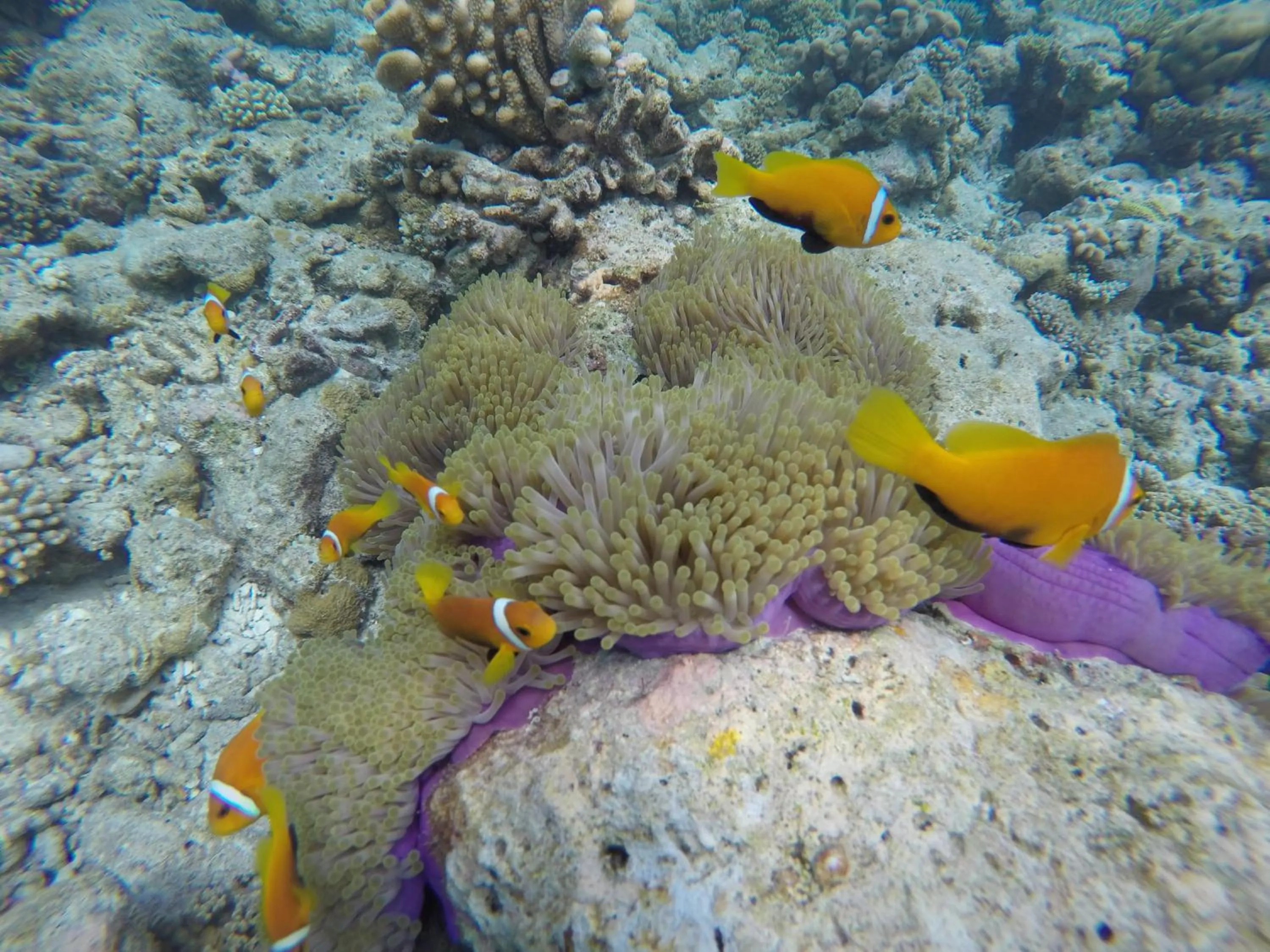 Snorkeling in Salt Beach Hotel