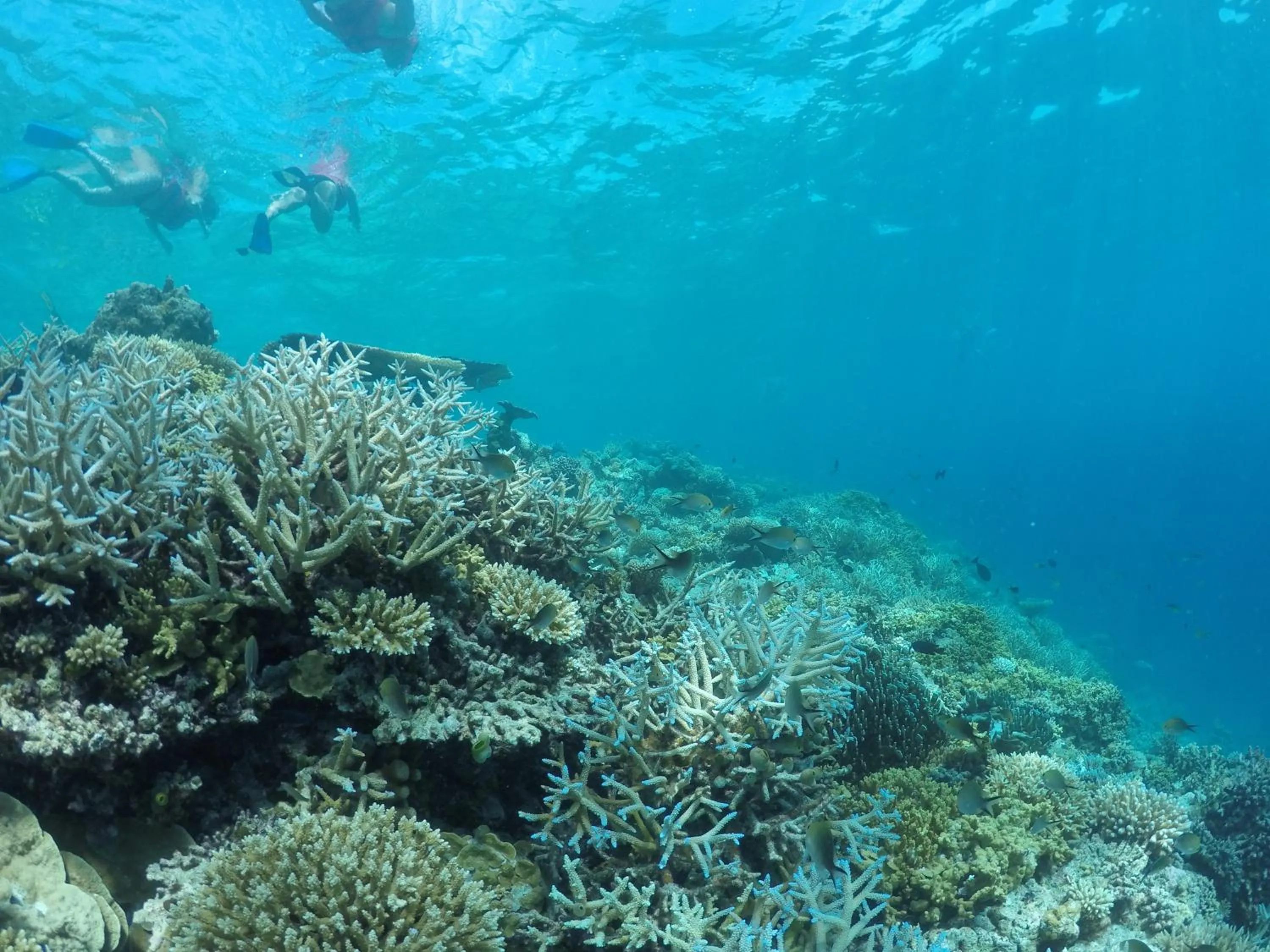 Snorkeling in Salt Beach Hotel