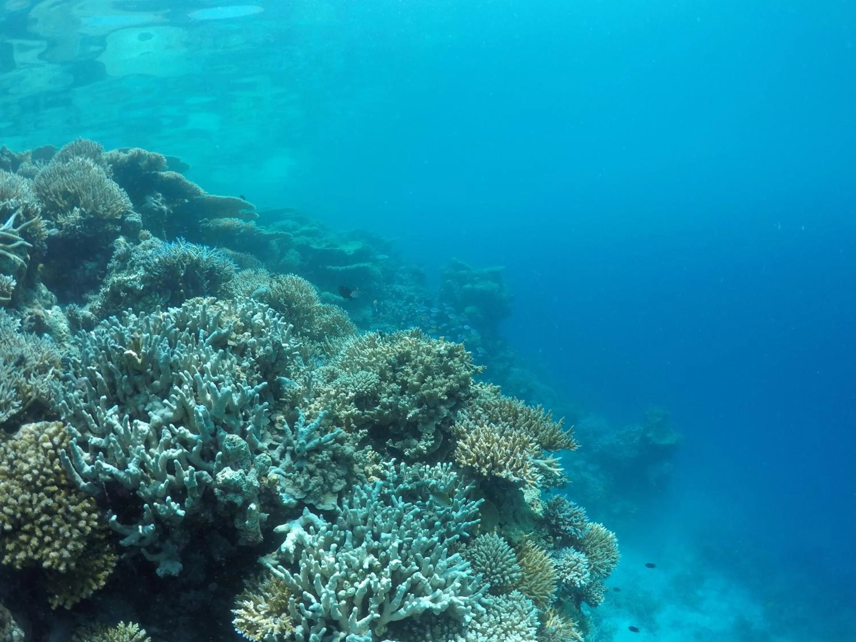 Snorkeling in Salt Beach Hotel
