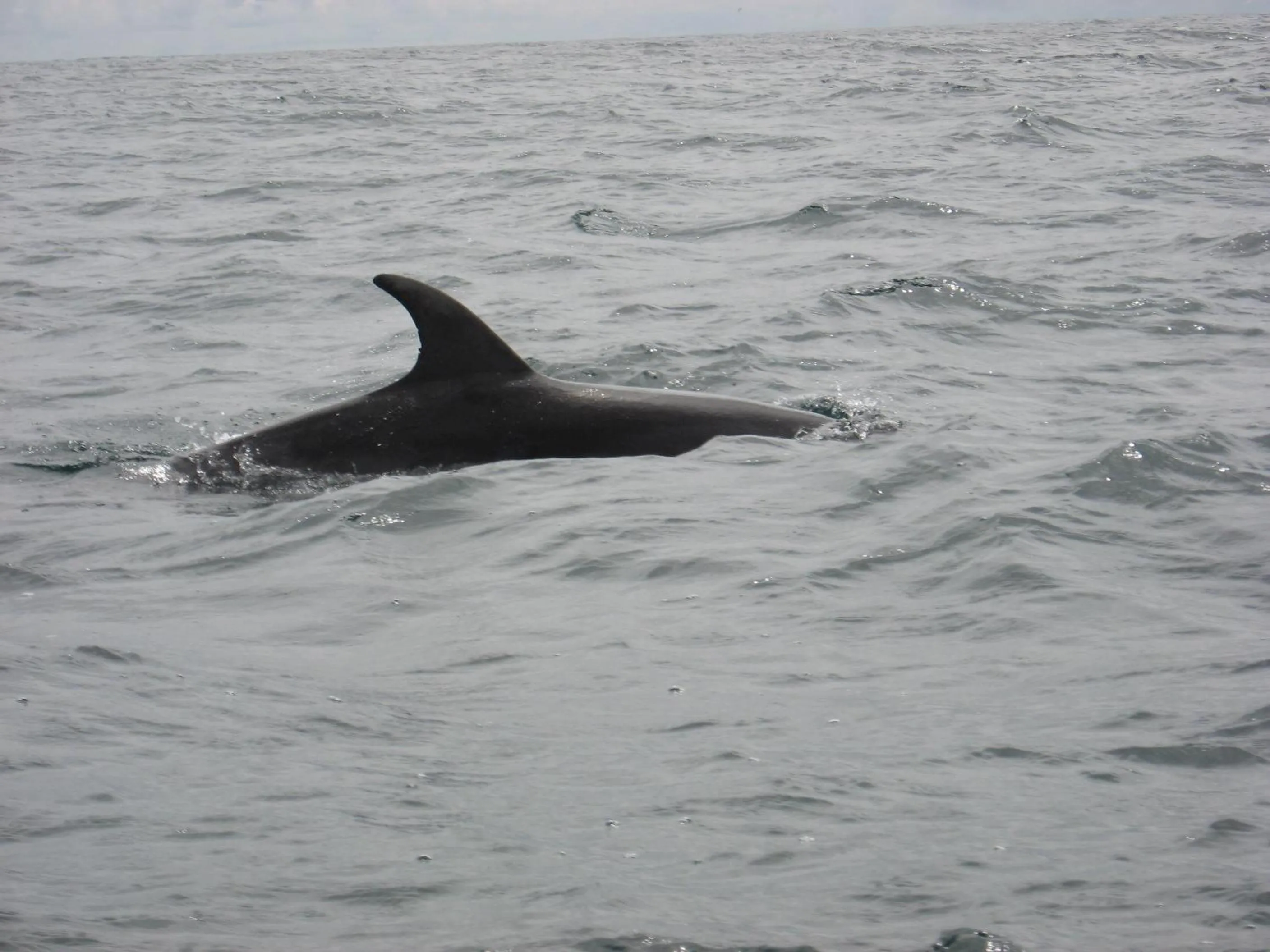 Animals in The Stone House B&B