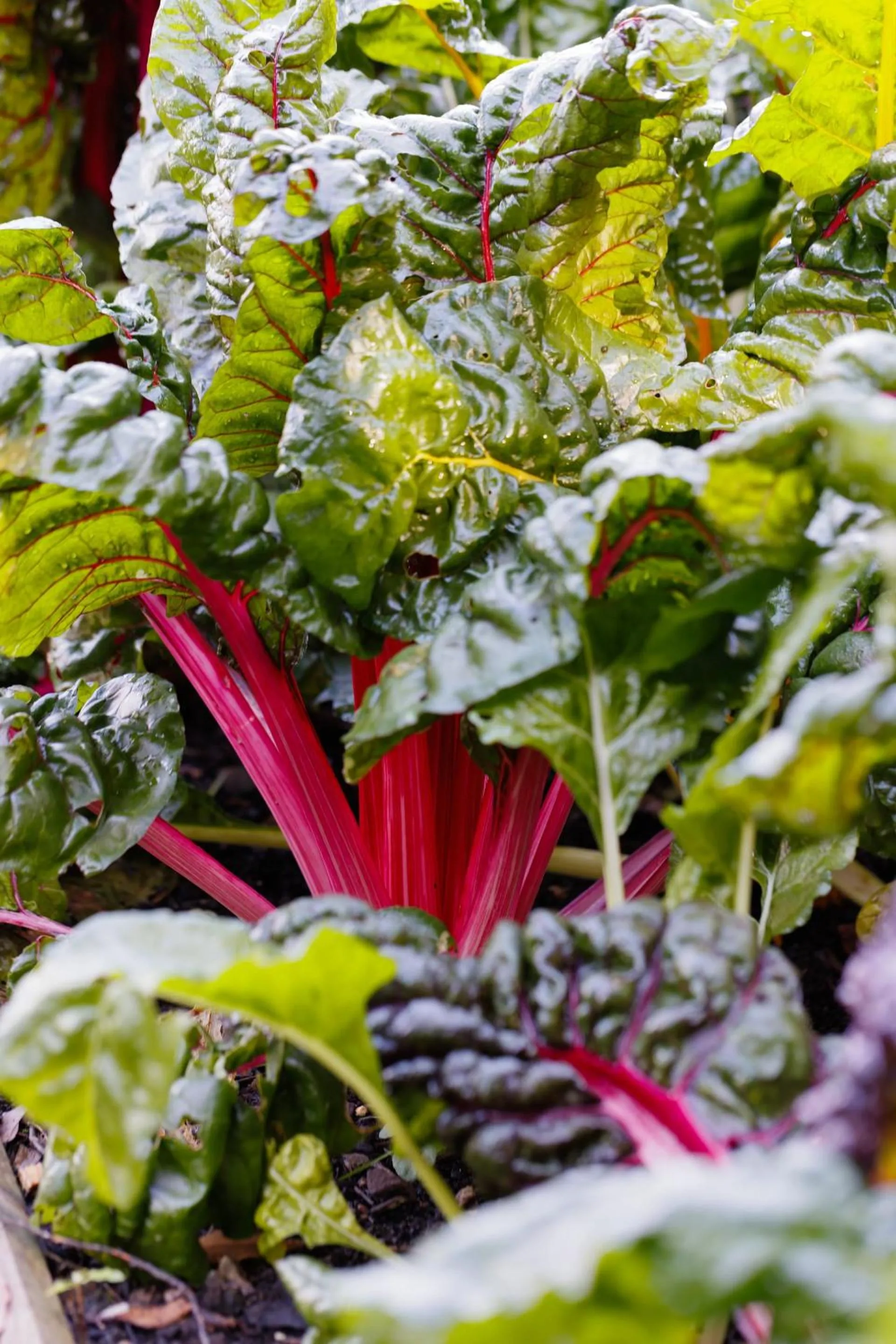 Food close-up in Thornbury Castle - A Relais & Chateaux Hotel
