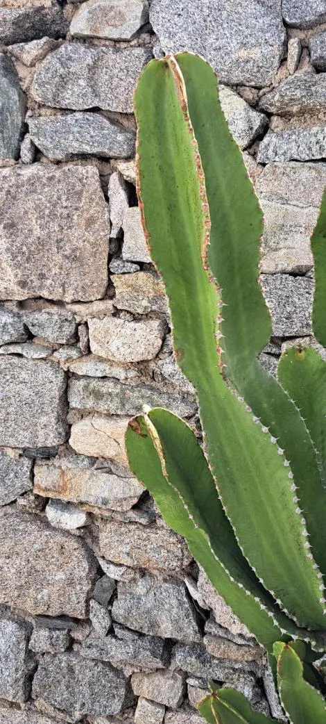 Anixi - Primavera Mykonos