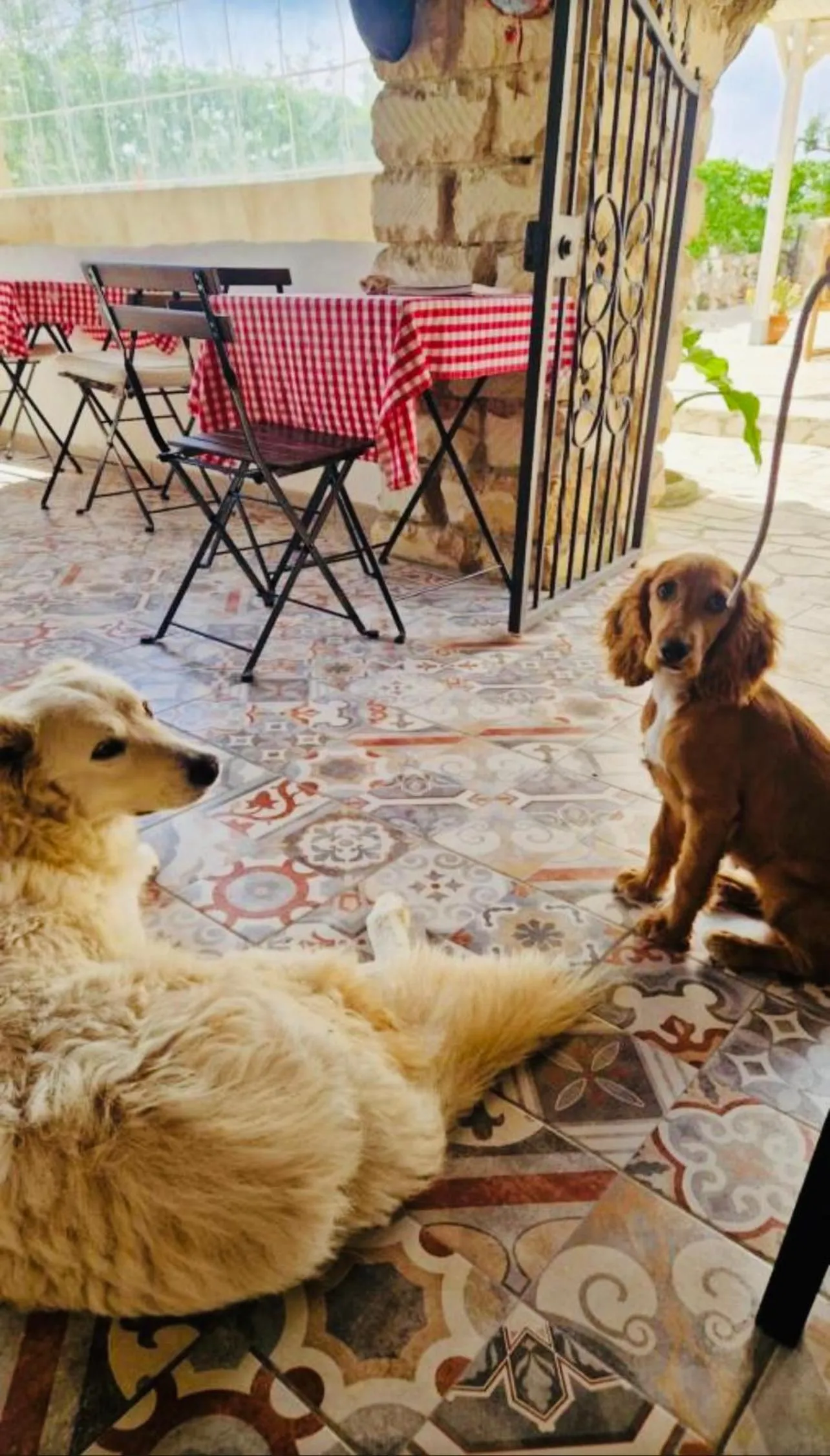 Pets in Cozzo Spadaro B&B OnlyRooms