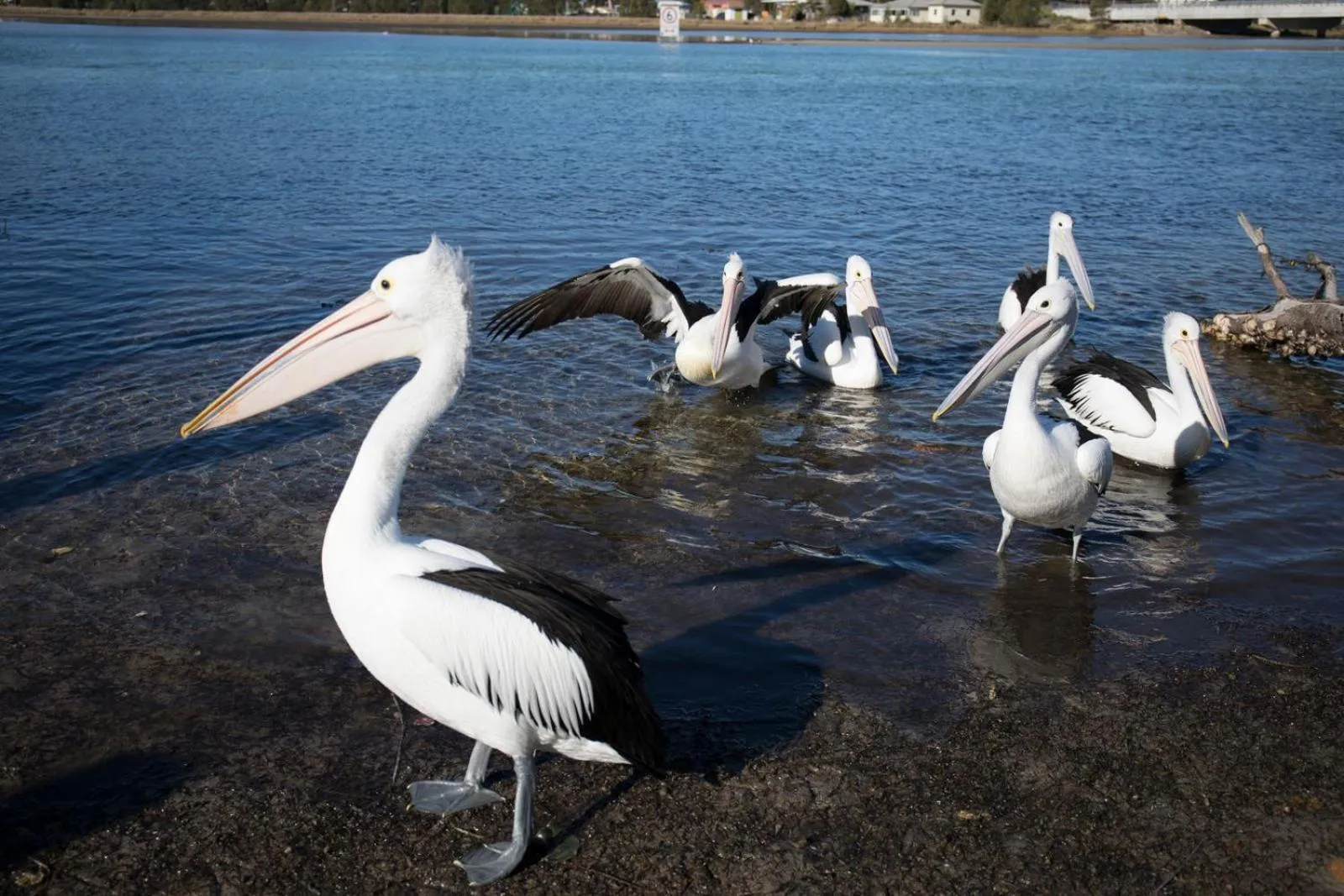 Animals in Lake Edge Apartments