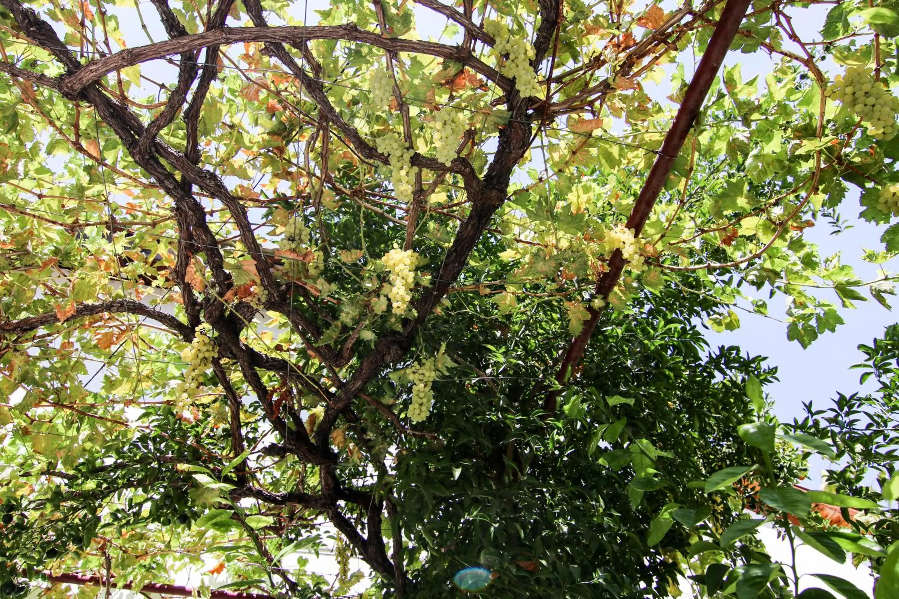 Garden in Gul Hanim House Boutique Hotel