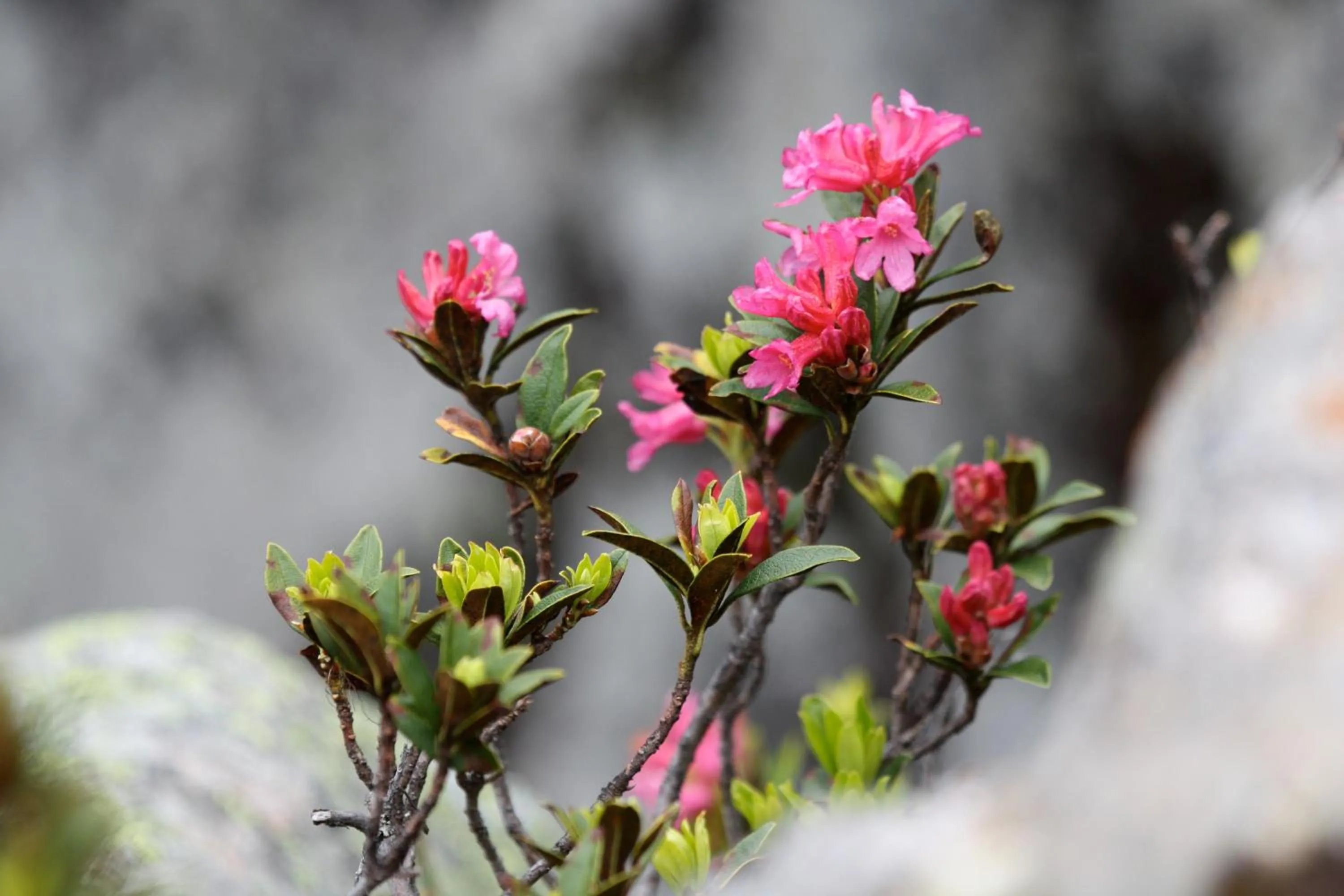 Spring in Gästehaus Meusburger