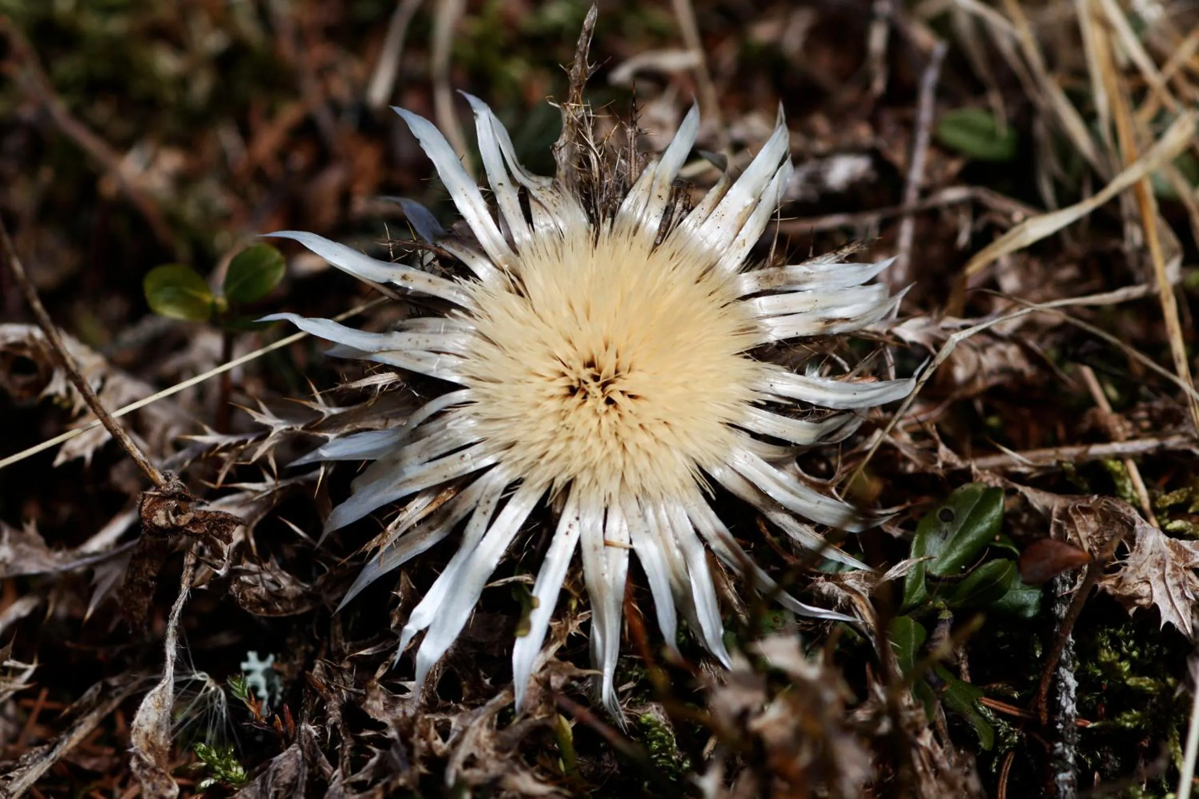Autumn in Gästehaus Meusburger