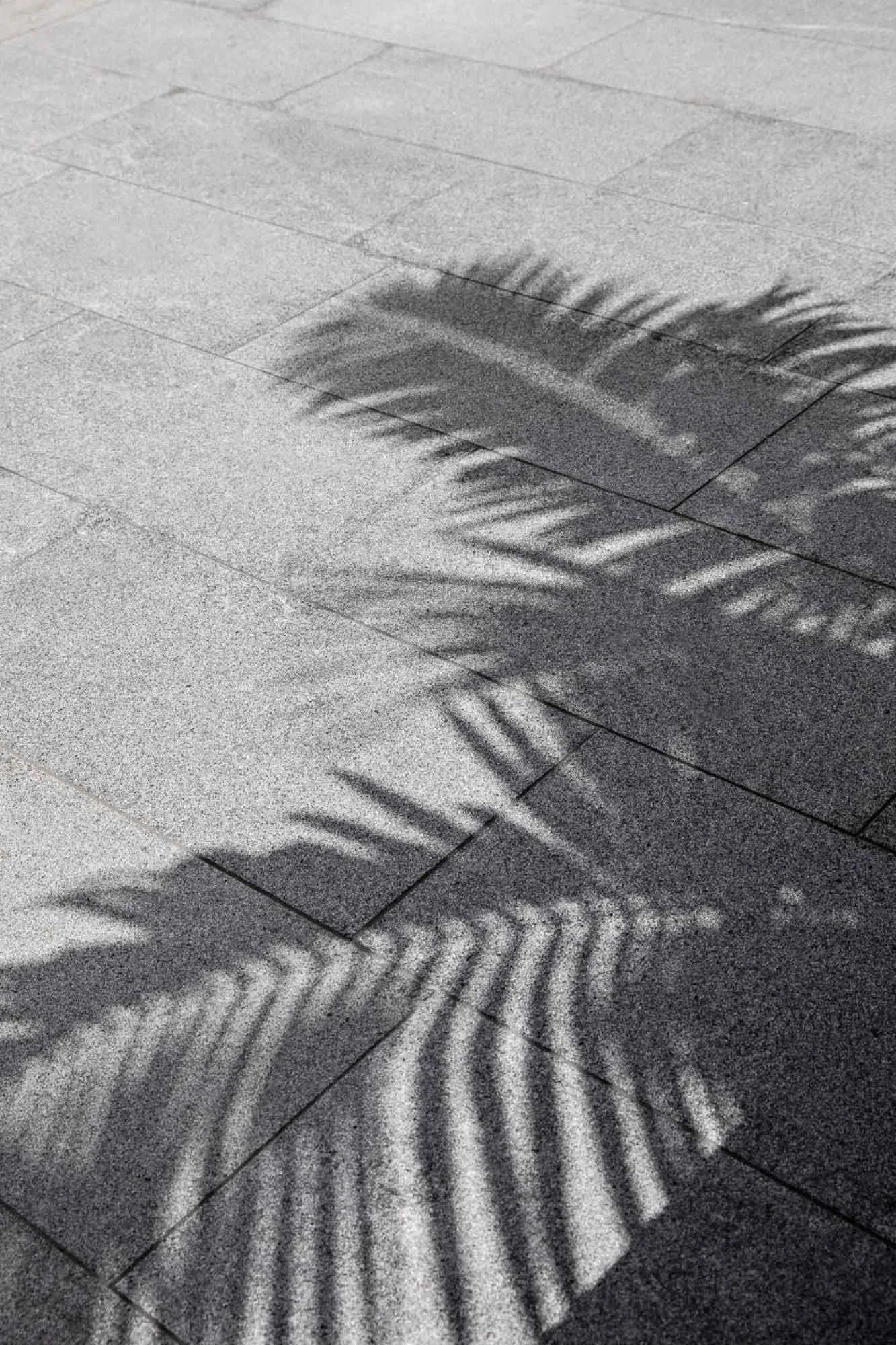 Natural landscape in St Marks Randwick