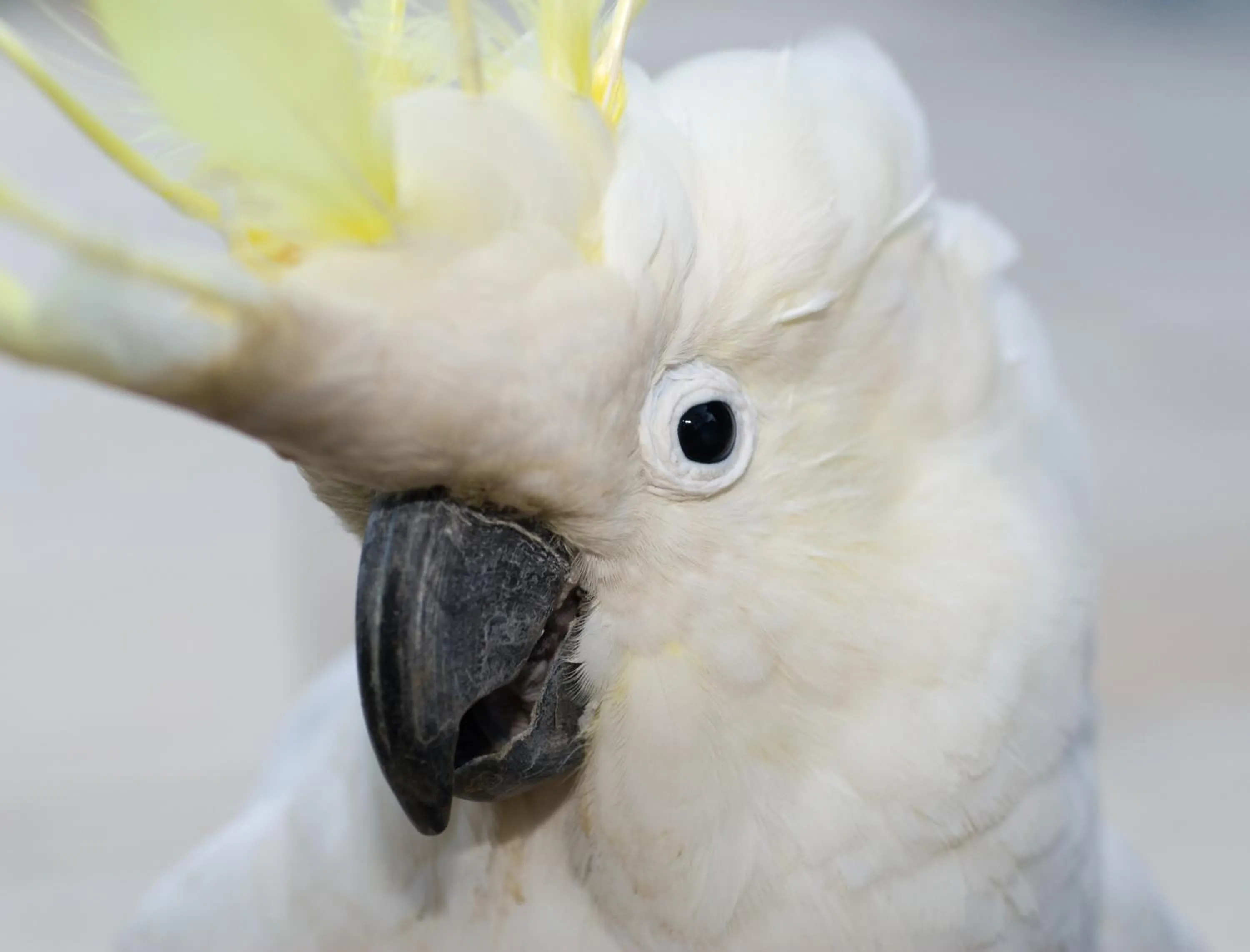 Garden in Clifton Sands Holiday Units