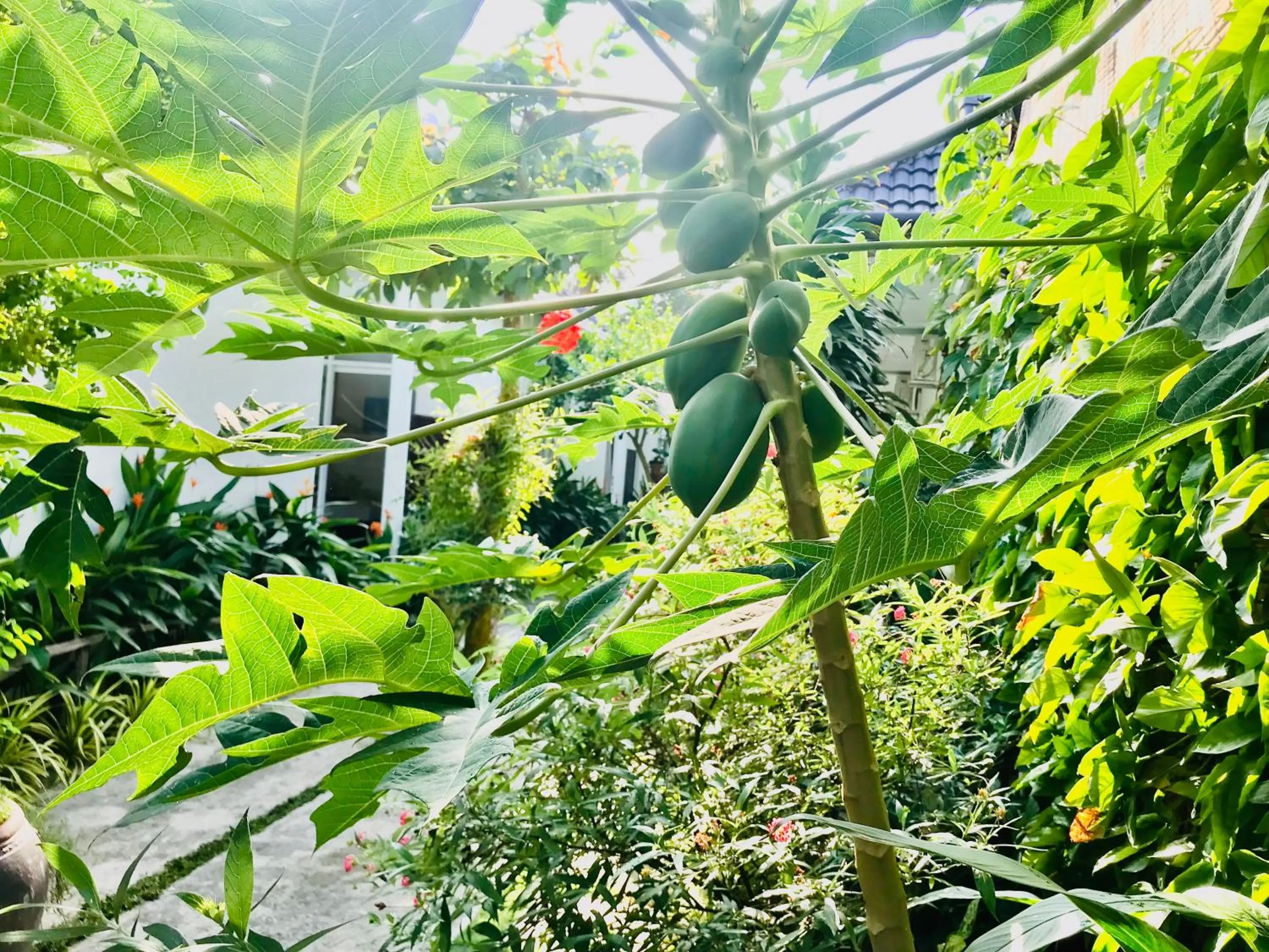 View (from property/room) in Sunlight Bungalow