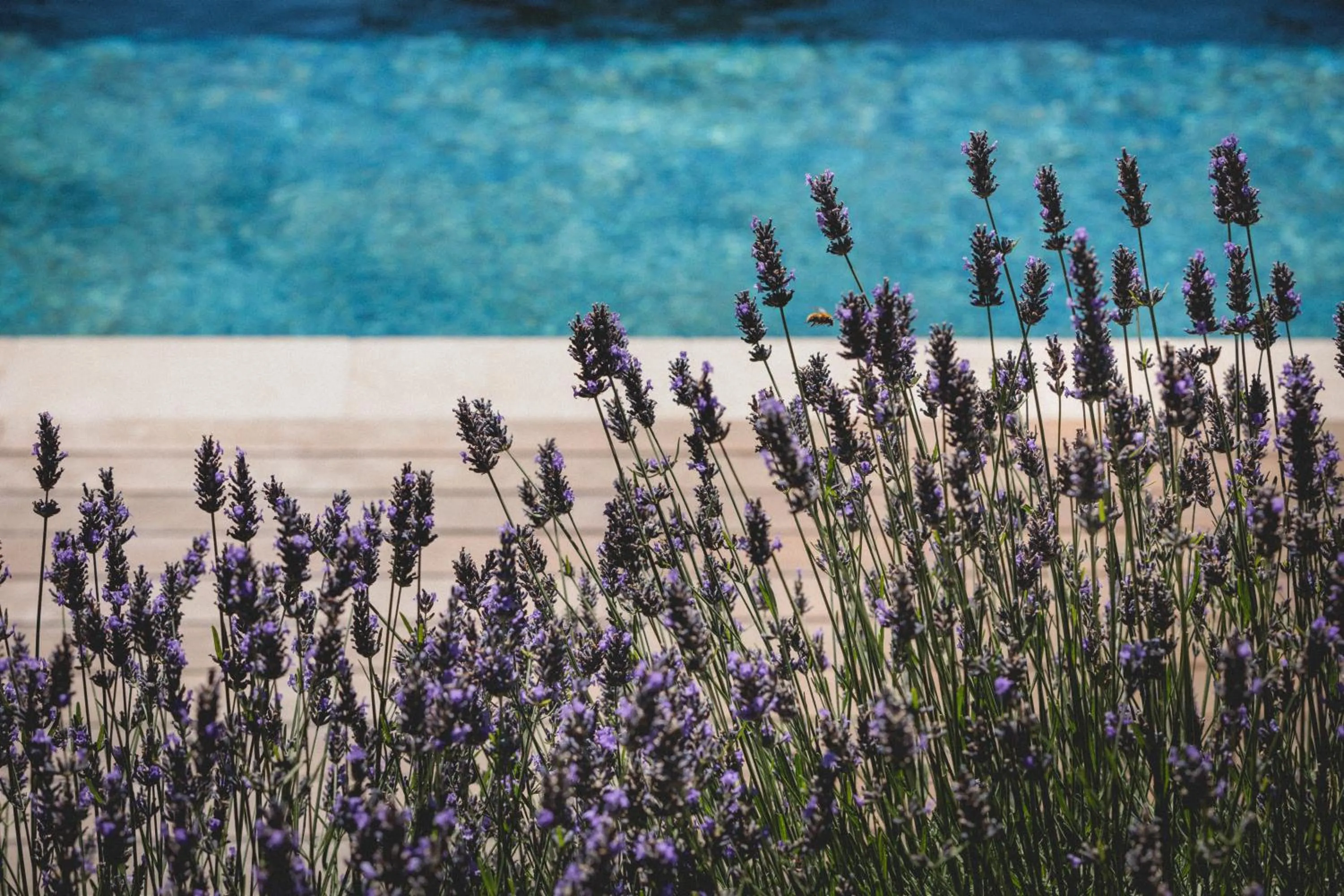 Swimming pool in Bastide Sainte Trinide