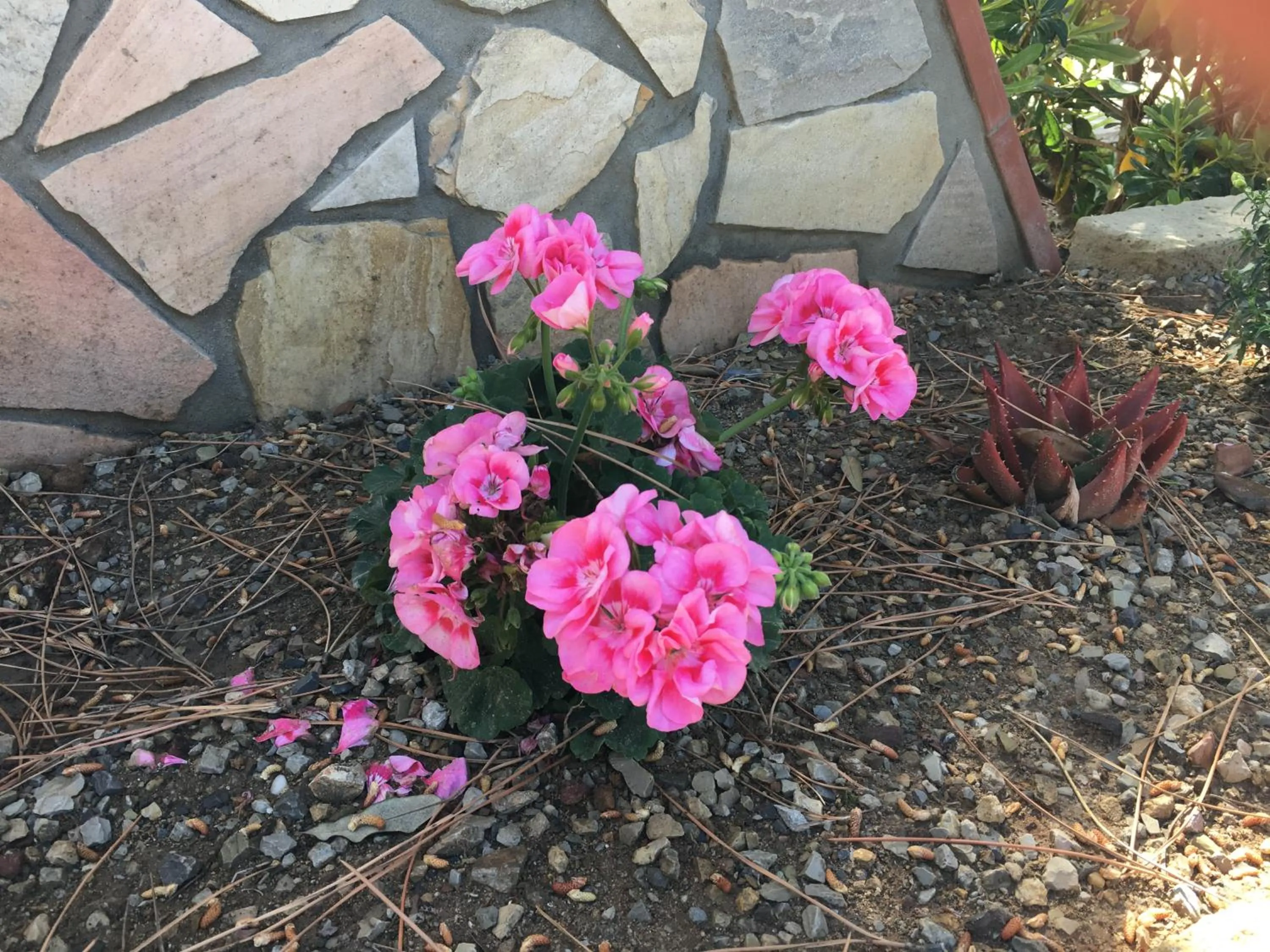 Garden in Mandel Residence by Mandel Club