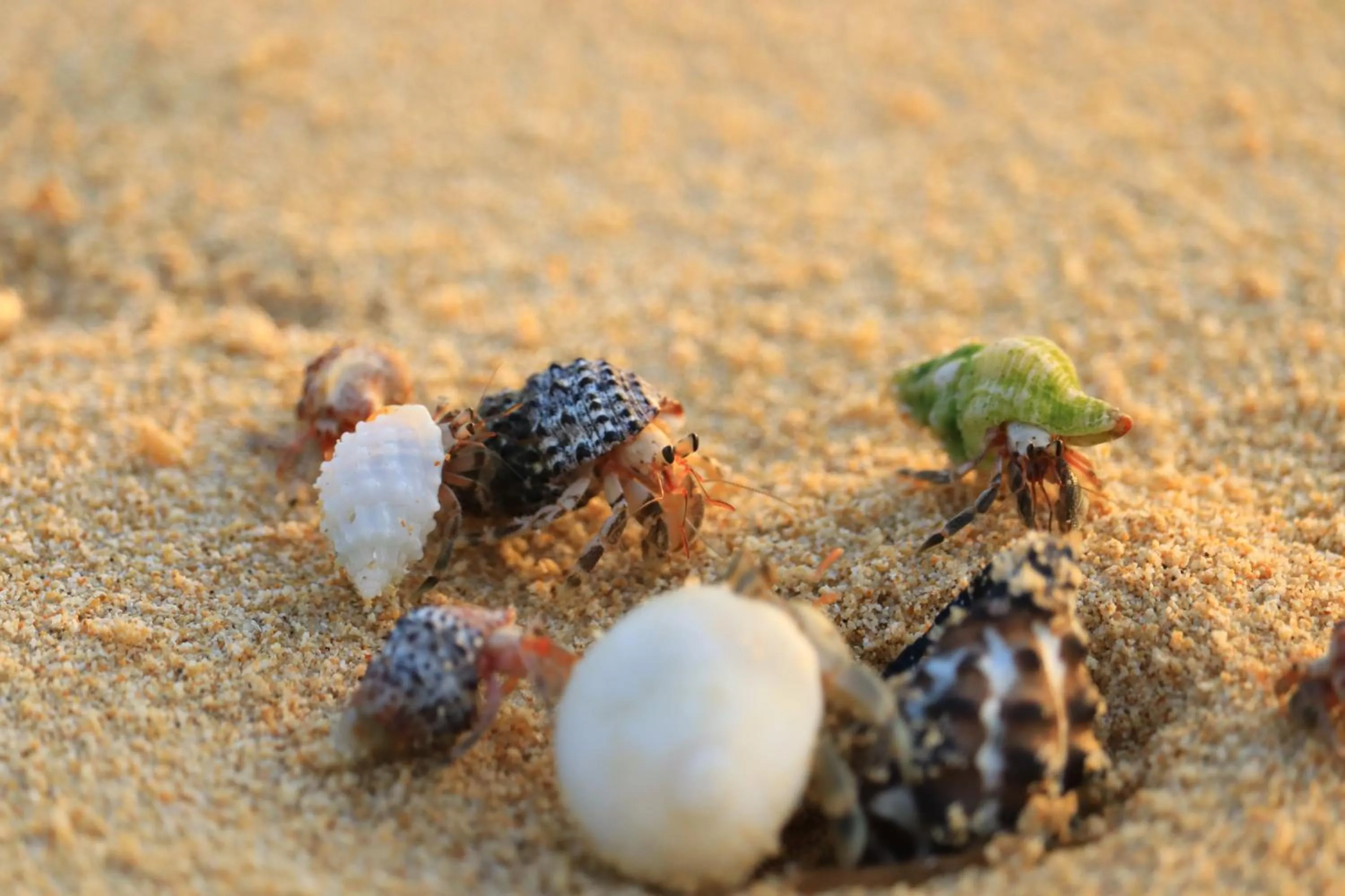 Natural landscape in Alaise De Bale Ishigaki