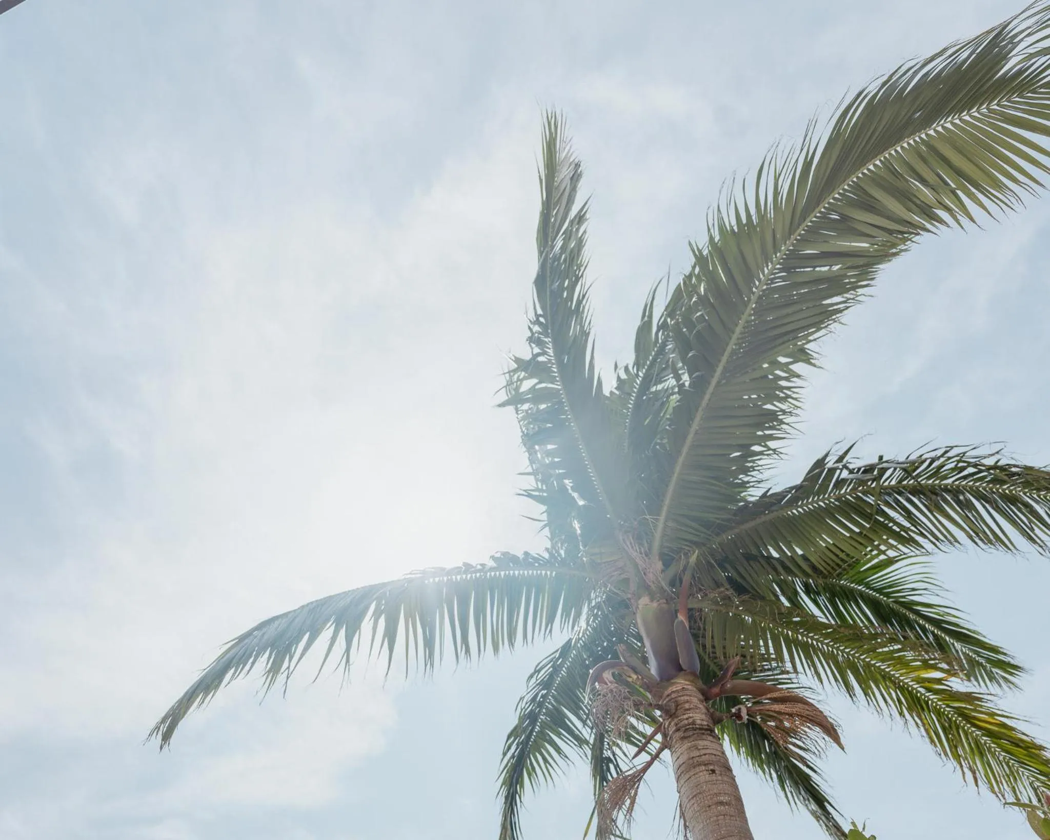 Alaise De Bale Ishigaki