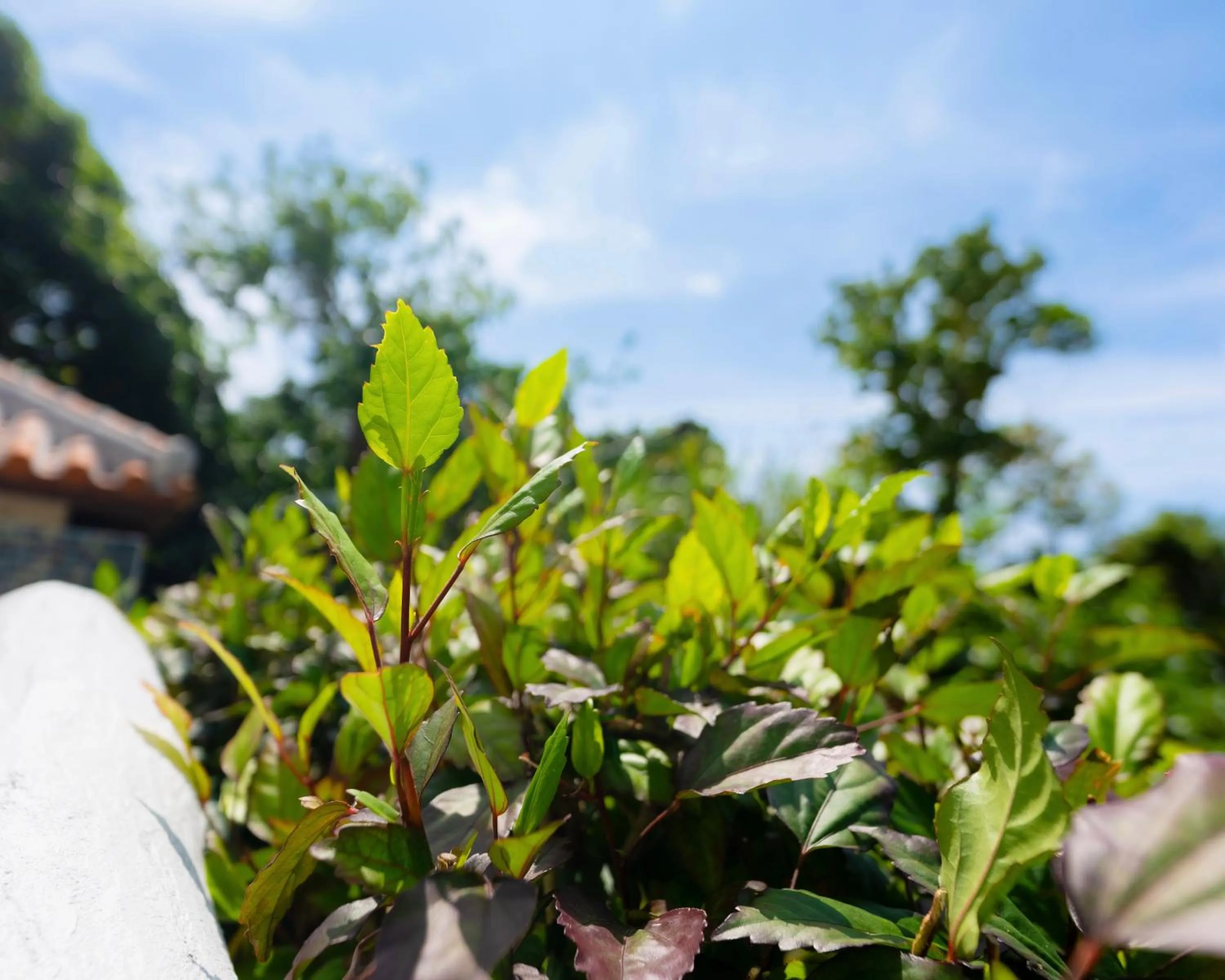 Day in Alaise De Bale Ishigaki