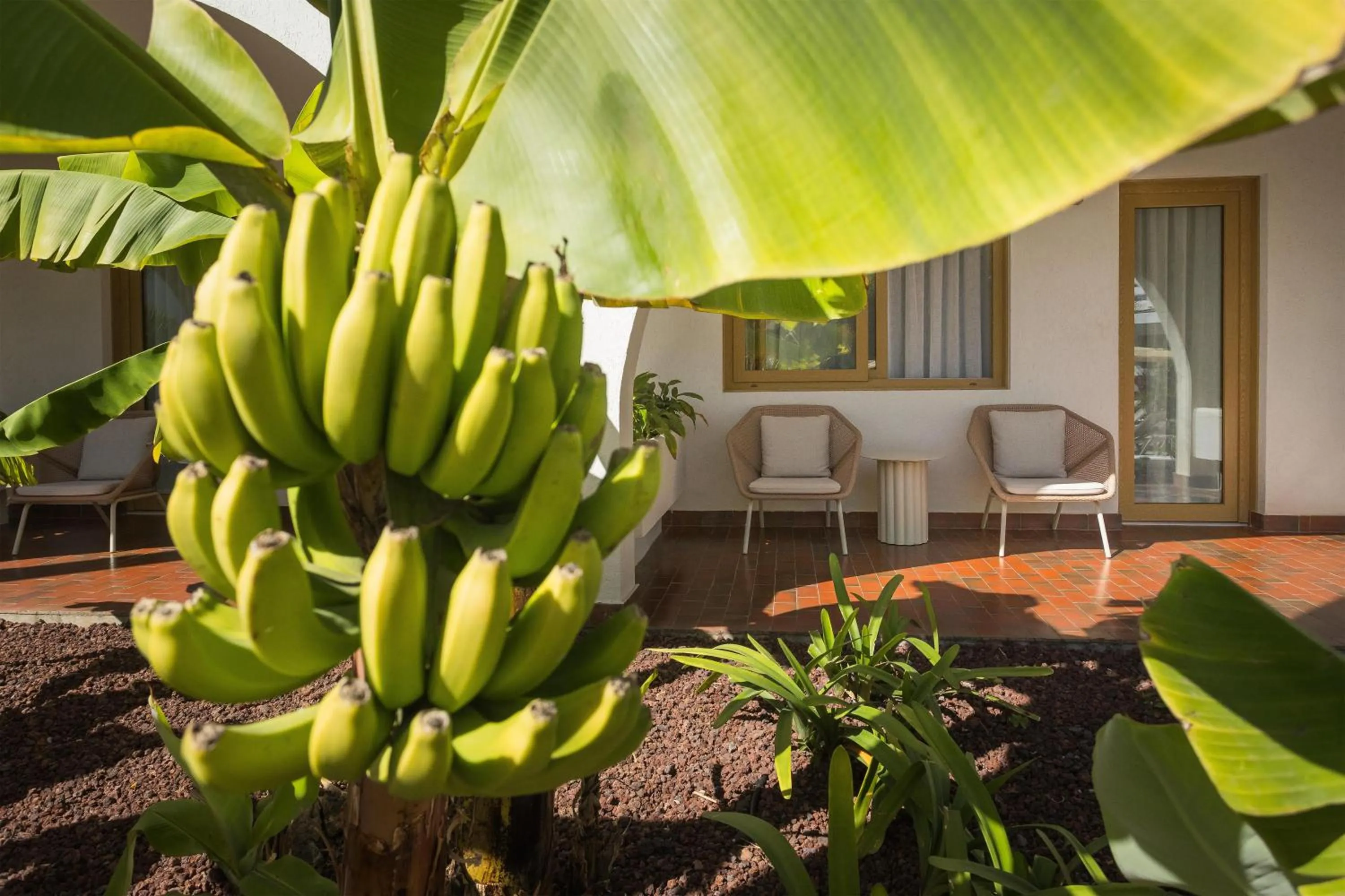 Garden in Radisson Resort & Residences Tenerife - Adults Only