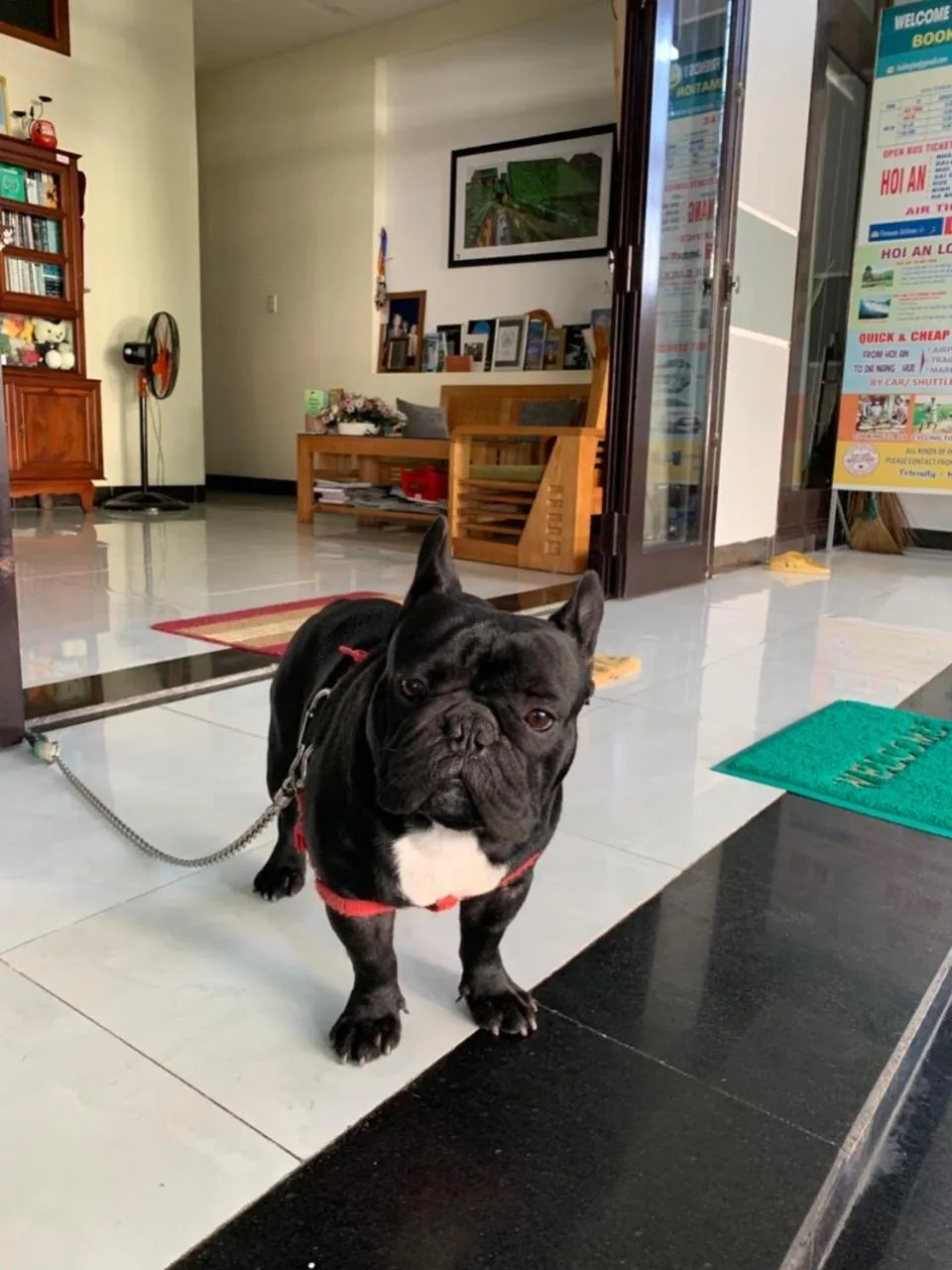 Pets in Fireworks Homestay