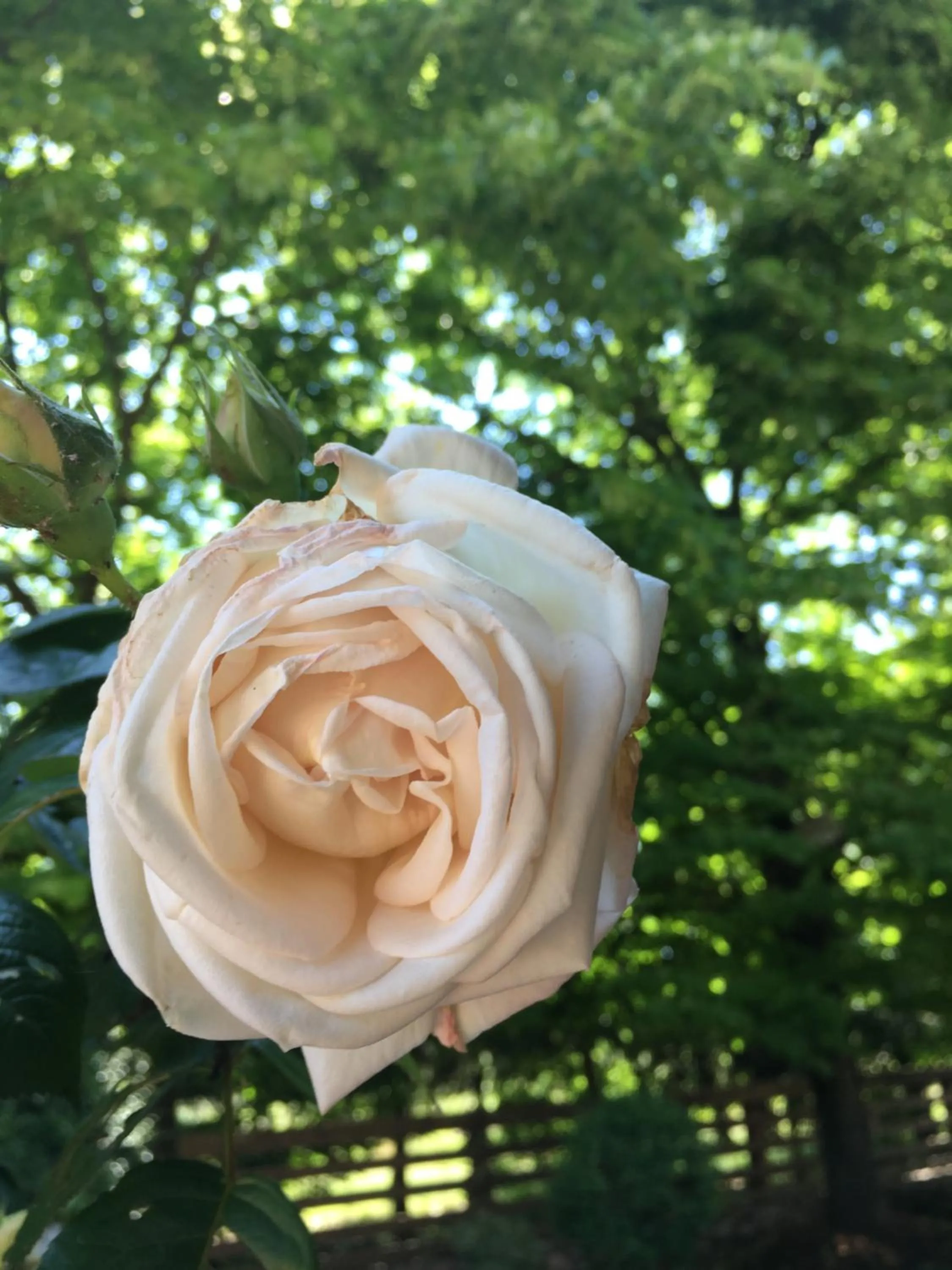 Spa and wellness centre/facilities in Resort La Mola