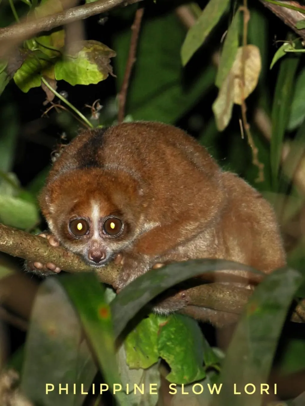 Animals in Sepilok B&B