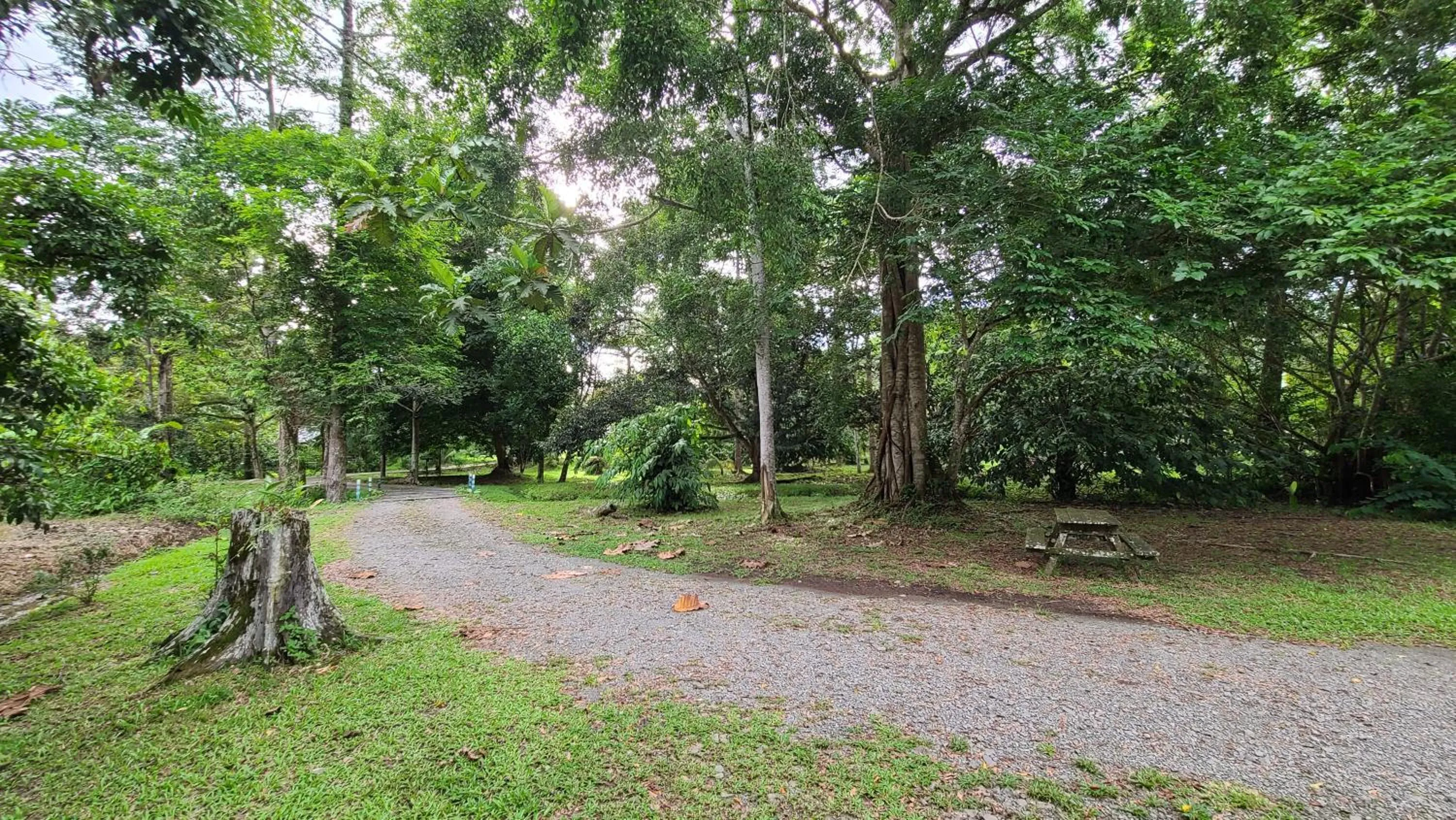 Natural landscape in Sepilok B&B