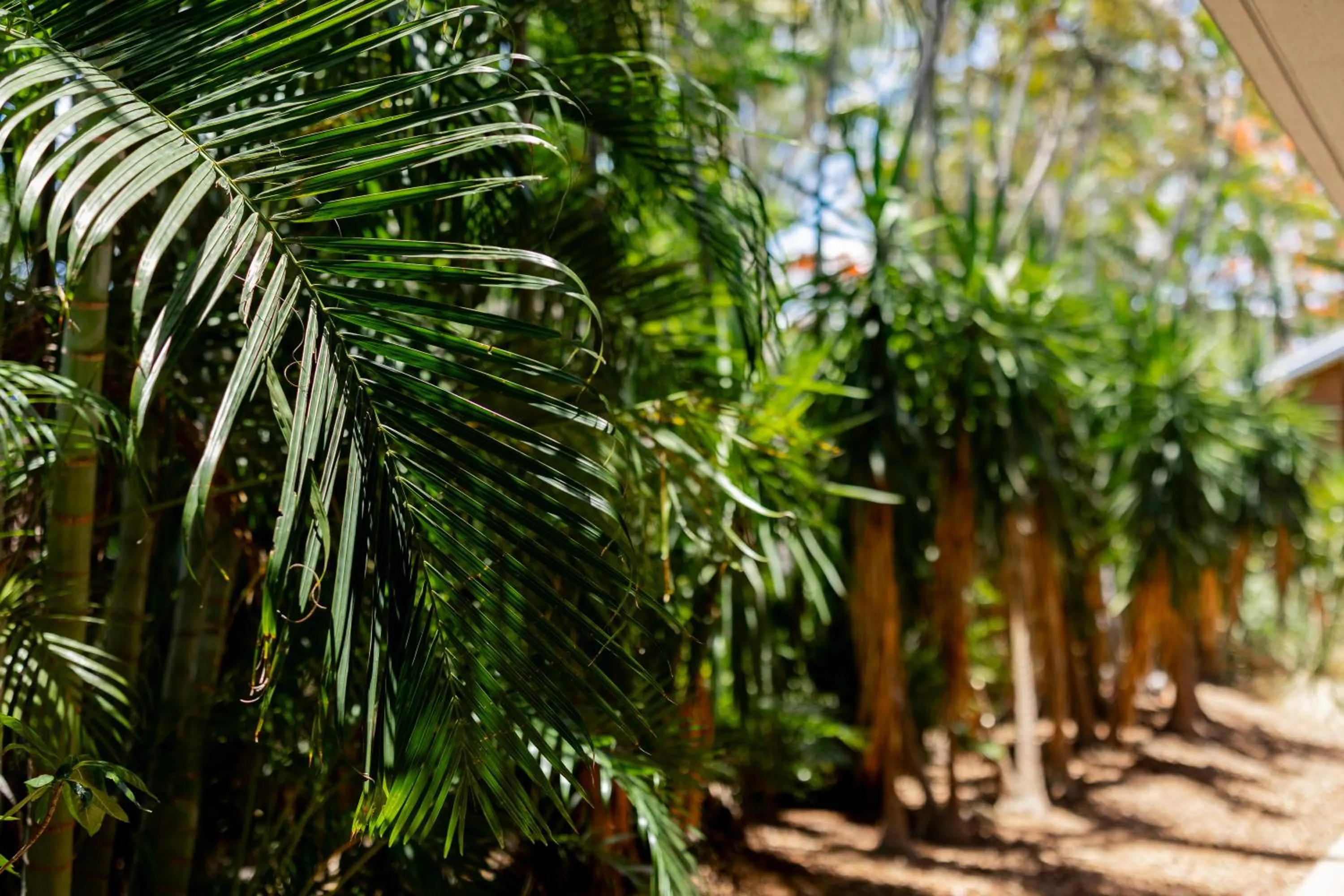 Garden in Maraboon Motor Inn