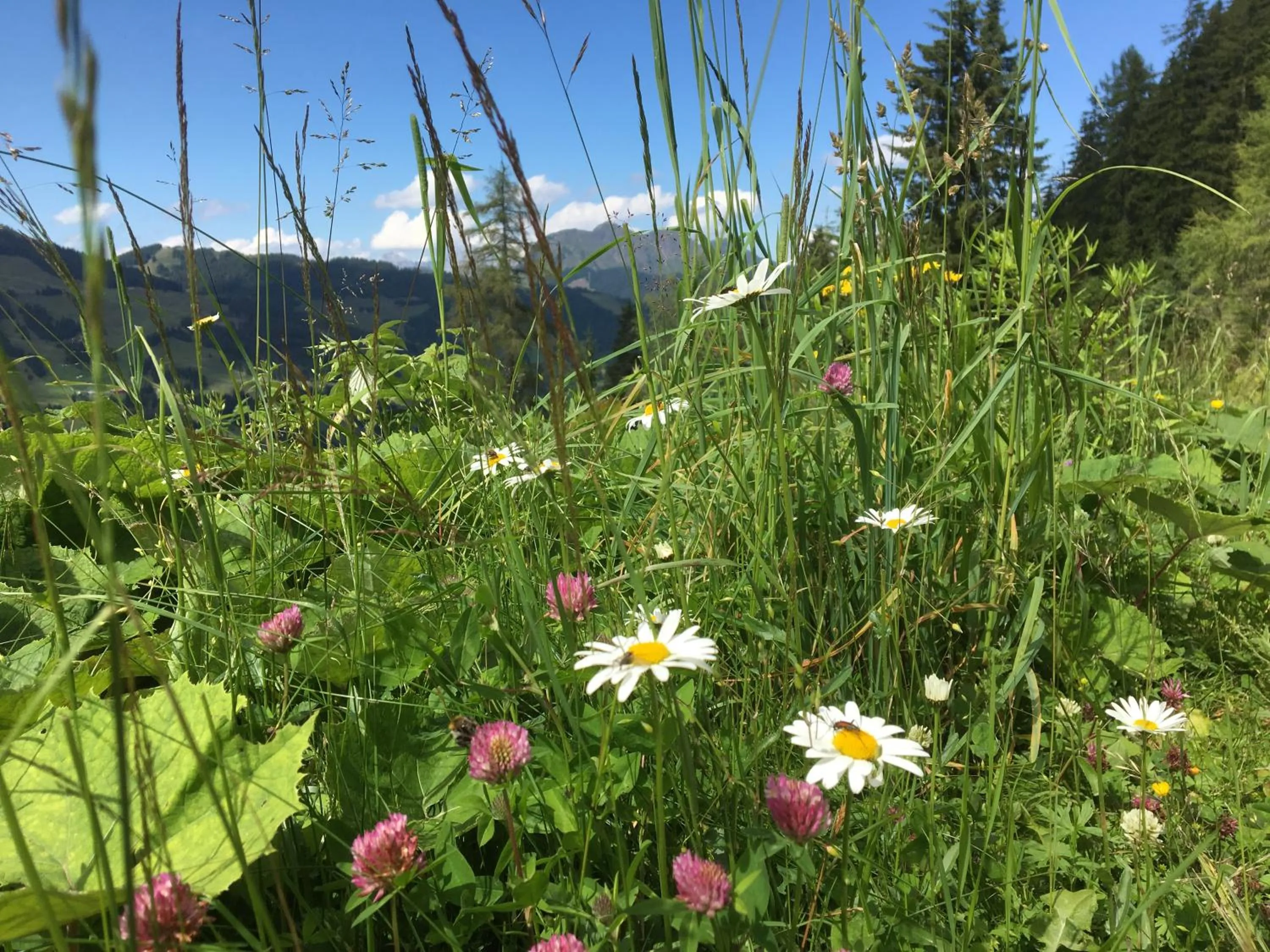 Hiking in Am Zwölferkogel Appartements