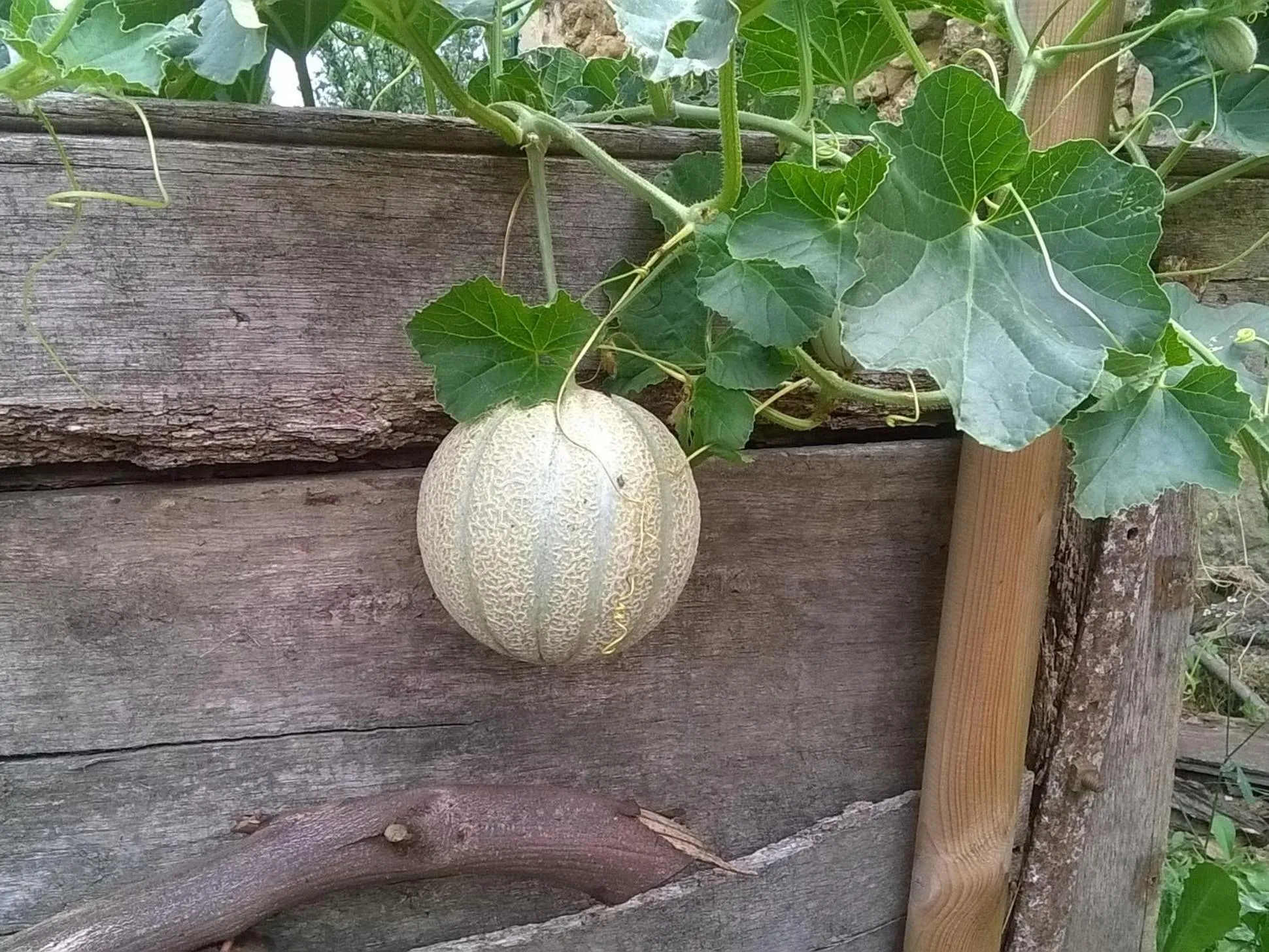 Garden in Ancienne Ecole